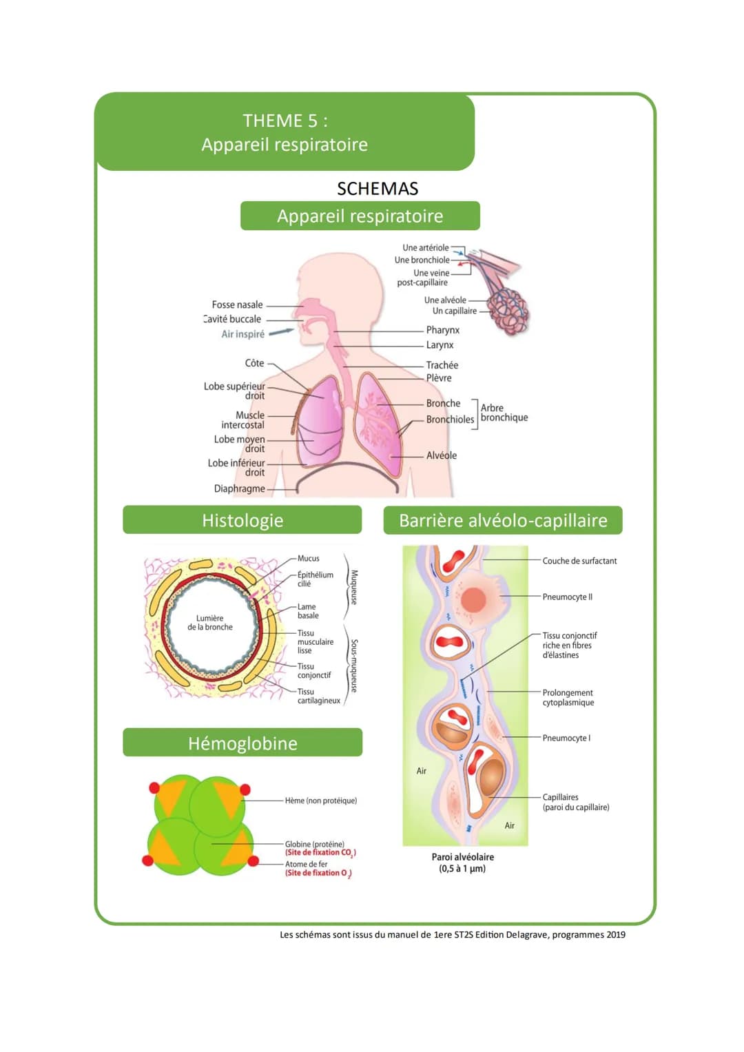 THEME 5:
Appareil respiratoire
VOCABULAIRE
Vocabulaire
Apnée
1
Bronchiolite
2
Définition
Arrêt temporaire de la respiration
Inflammation des