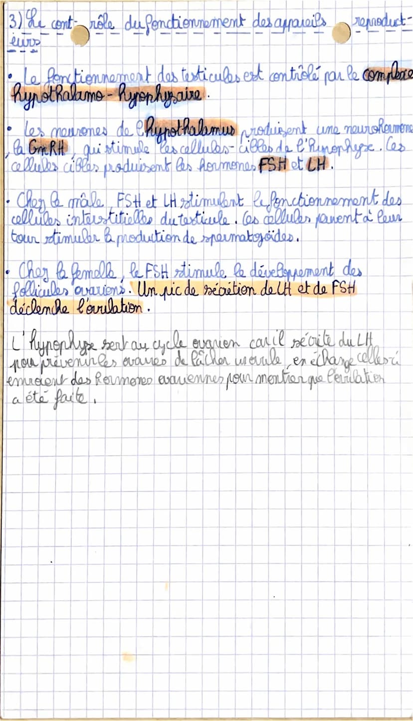 O
S.V.T
I/ De la fécondation à la puberté
1) Le développement des appareils reproducteurs jusqu'a
la puberté
Femmes: XX - gonade differencié