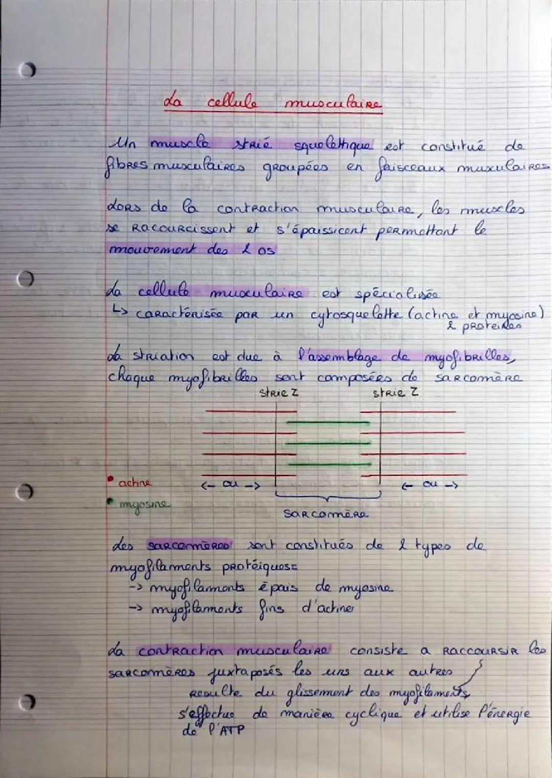 Comment la contraction musculaire utilise l'énergie ATP et le cycle du raccourcissement musculaire