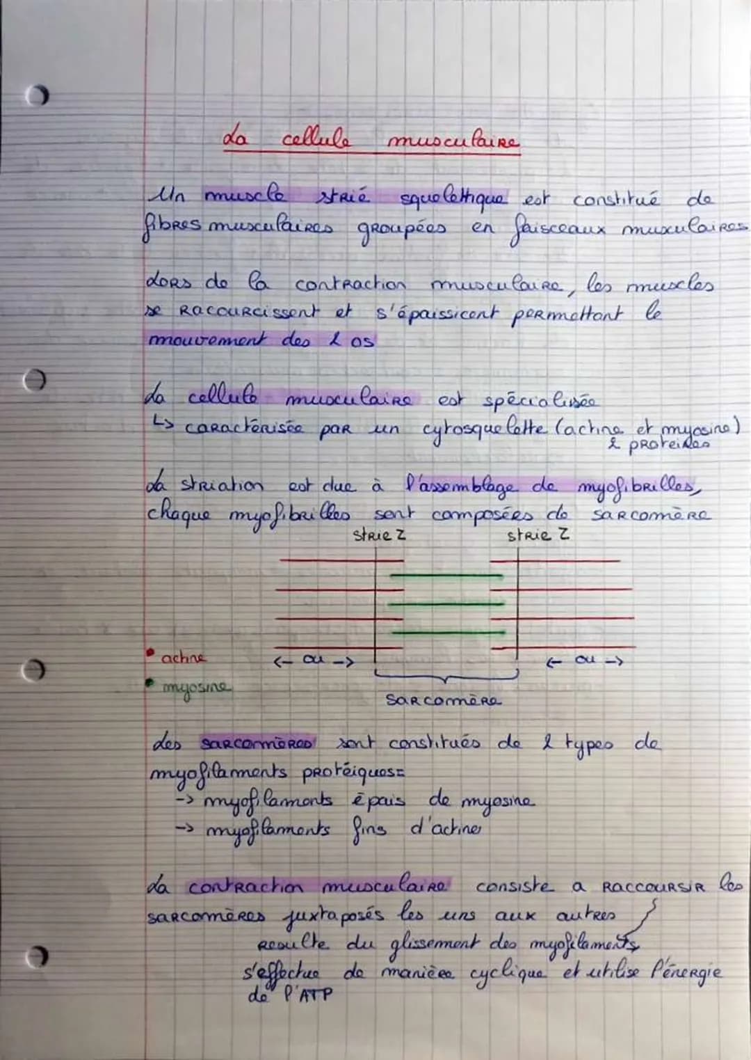 O
La
cellule
Un muscle
fibres musculaires groupées
musculaire
strié squelettique est constitué de
faisceaux musculaires
actre
myosine
Lors d