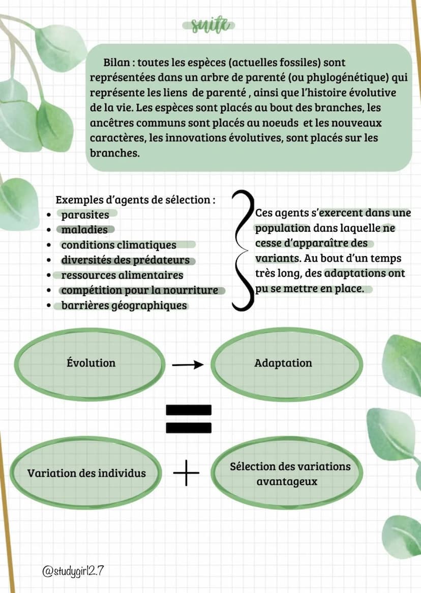 suite
Bilan : toutes les espèces (actuelles fossiles) sont
représentées dans un arbre de parenté (ou phylogénétique) qui
représente les lien