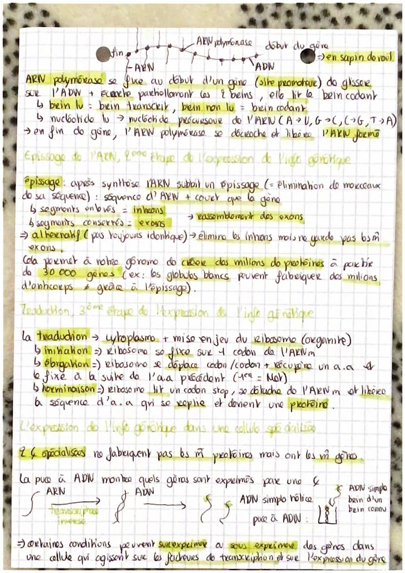 EXPRESSION DE L'INFO
GENETIQUE
la Relation ADN / pechoine
ADN = mobiculo informative qui parmor & une collub do fabriquer dos prohoinos
gove