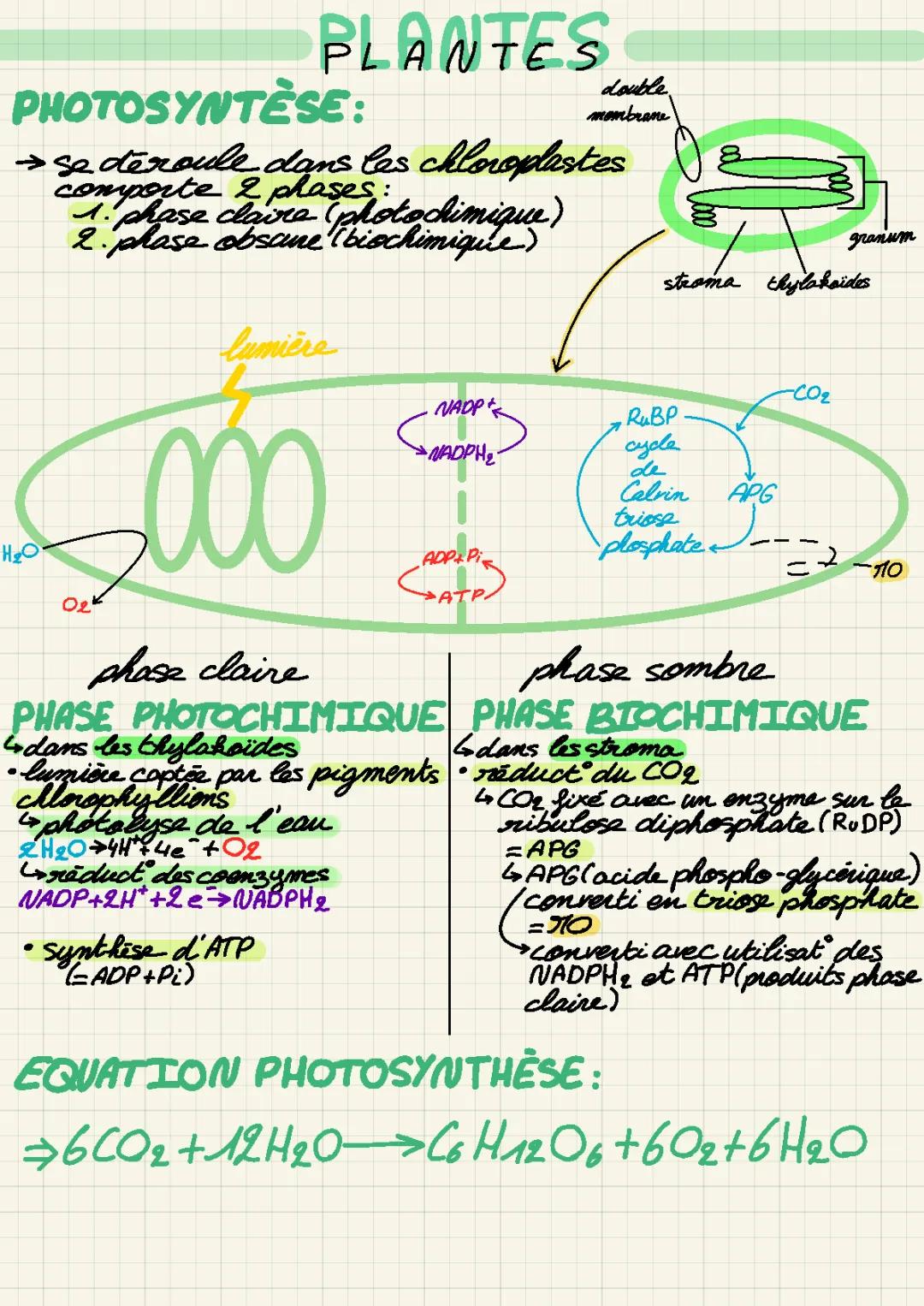 Les étapes de la photosynthèse: Schéma, Résumé et Phases en PDF