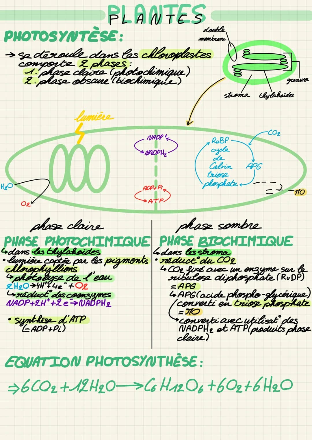 H₂O
PHOTOSYNTESE:
→ se déroule dans les chloroplastes
comporte & phose roto chimique)
2 phases:
2. phase obscure (biochimique)
02
ITES
PLANT