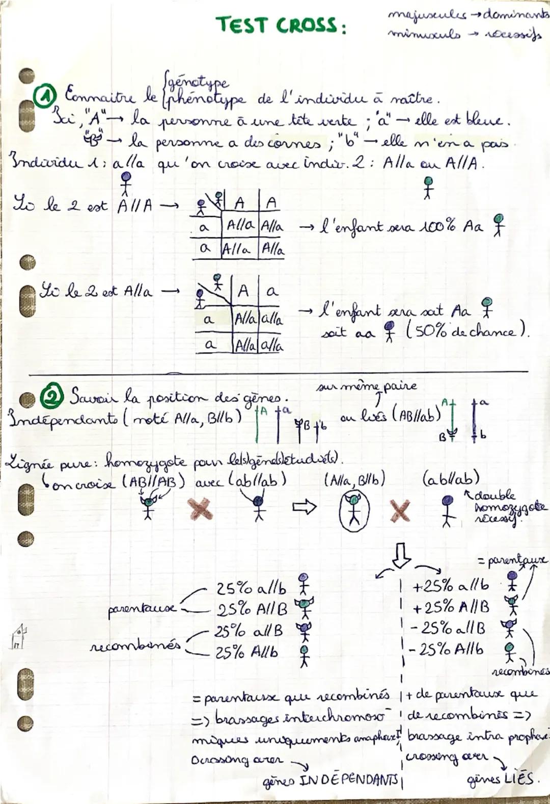 TEST CROSS:
majuscules dominants
minuxuls →
rocessifs
₤genctype
Connaitre le (phenotype de l'individu a maître.
علامته
Bai, "A" la
Individu 