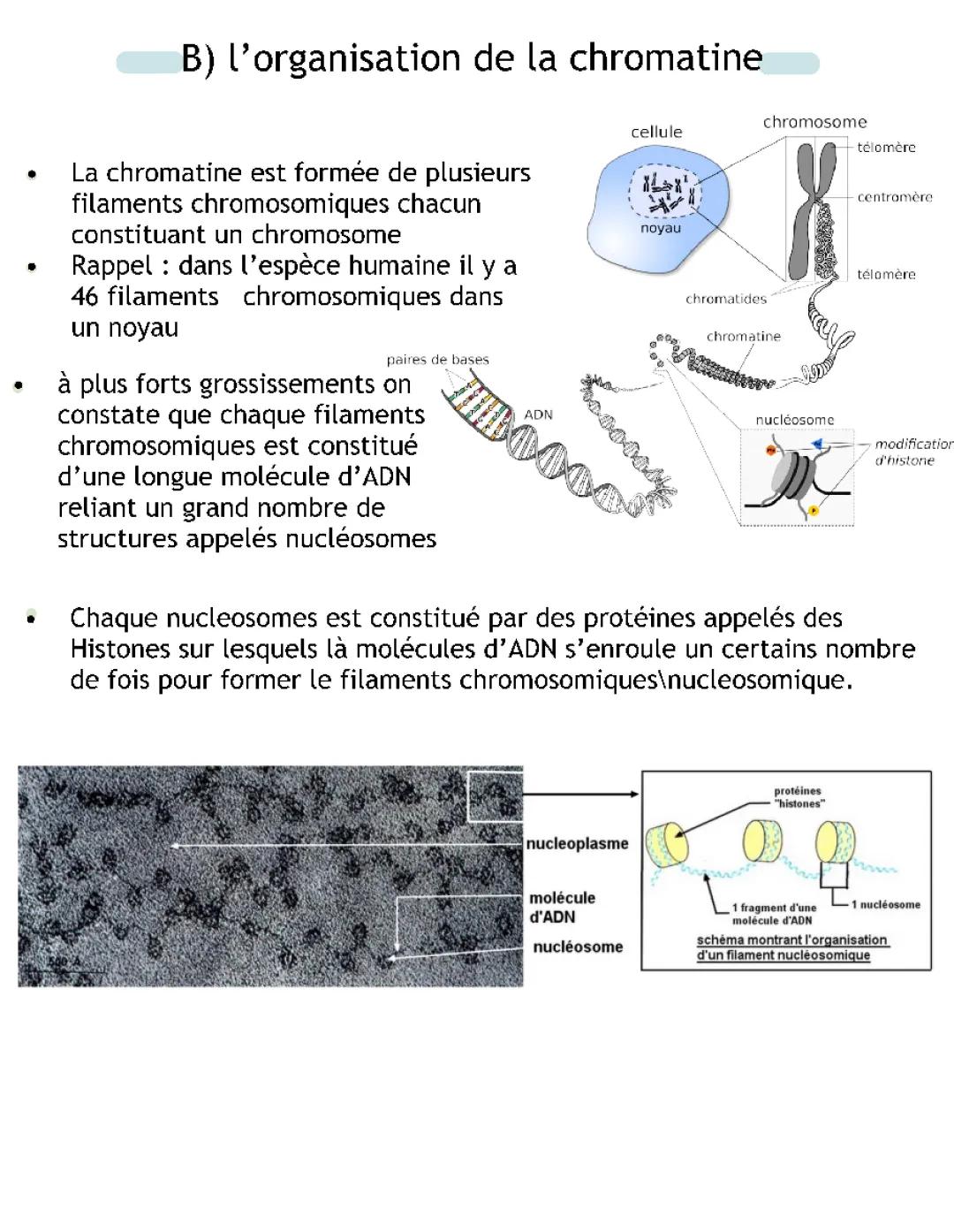 Organisation de la chromatine 