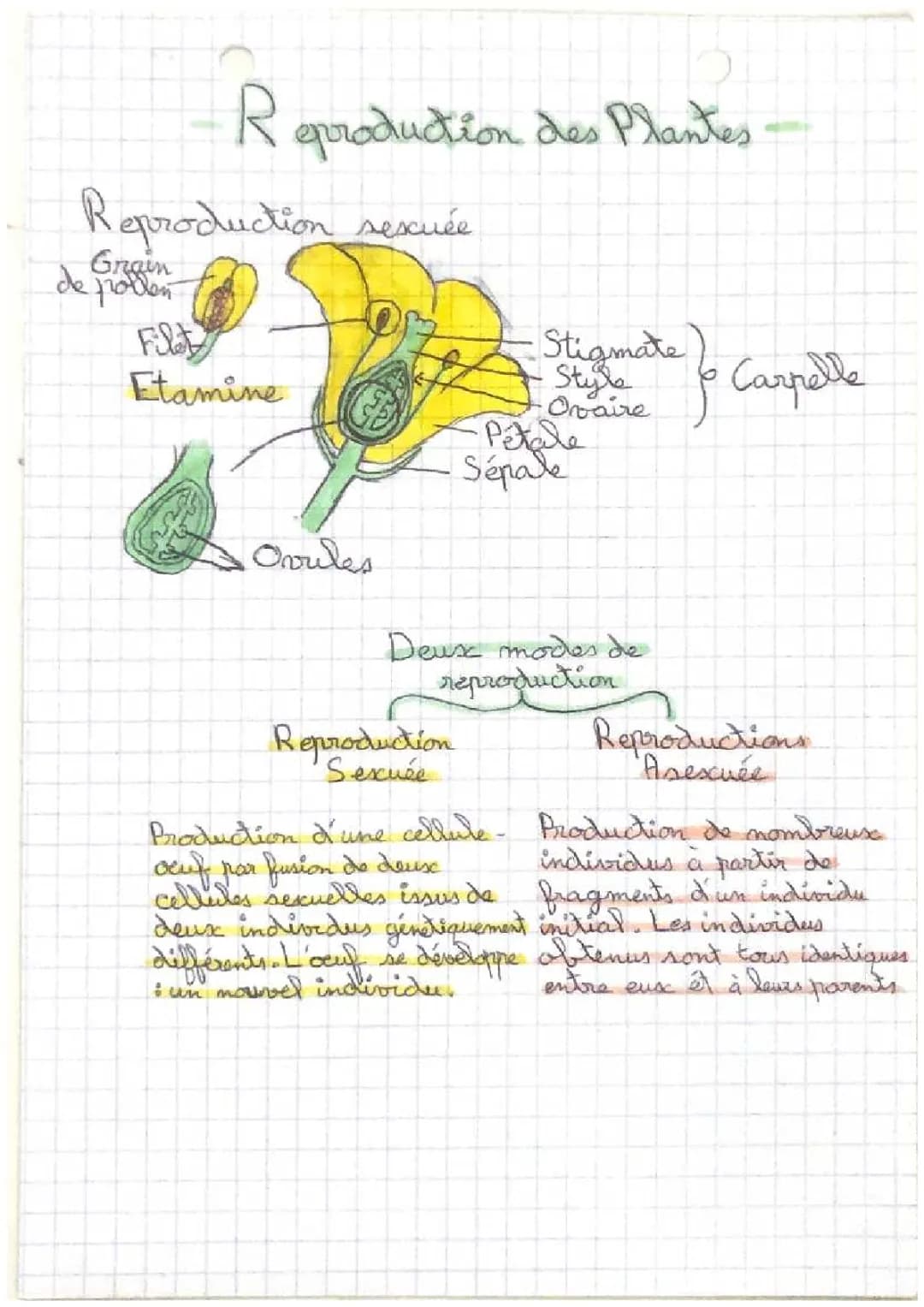 Tout sur la reproduction sexuée des plantes et leur cycle de vie
