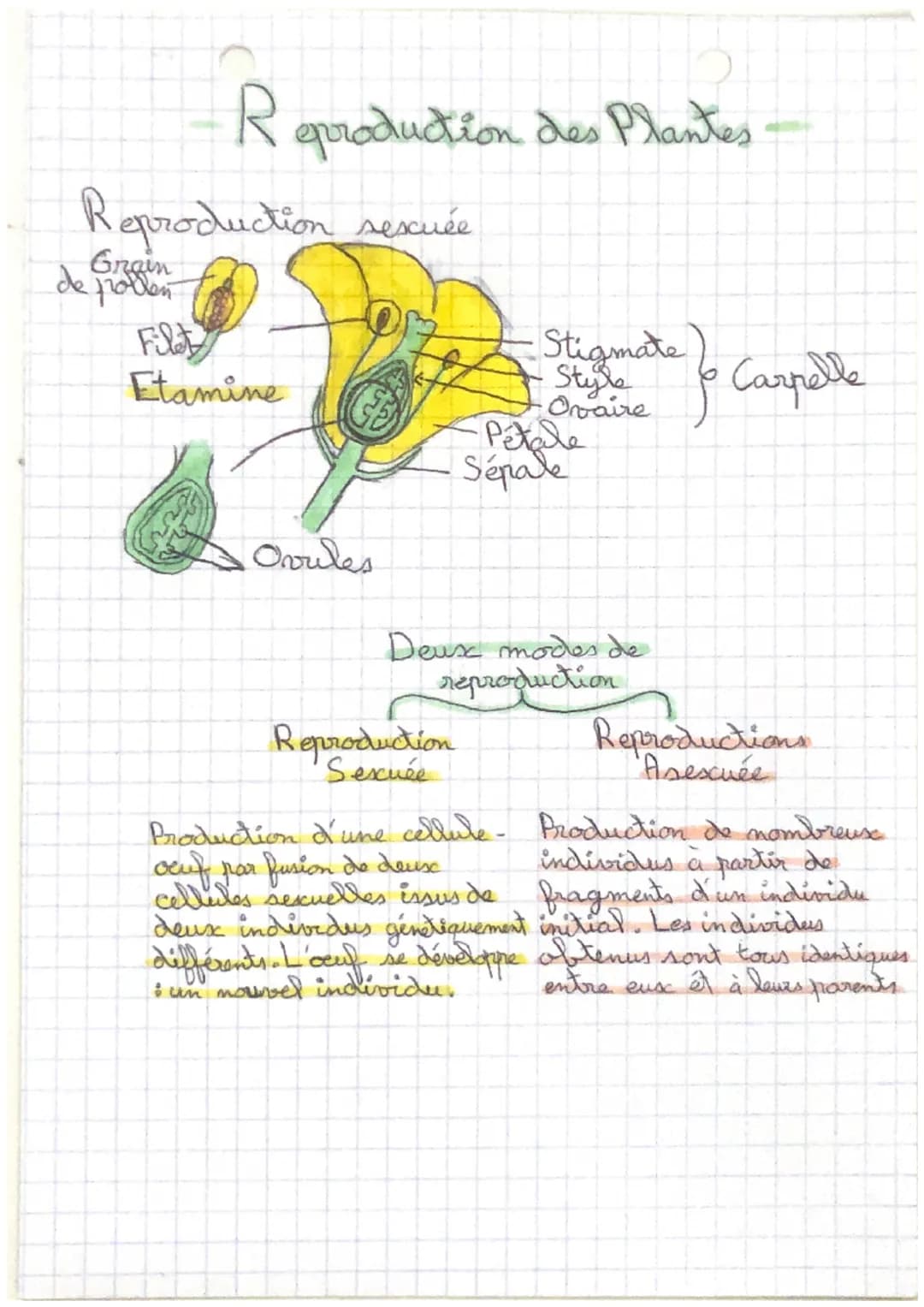 Reproduction des Plantes
Reproduction sexcuée
de Grain
pollen
Or
Filet
Etamine
Ovules
Stigmate
Style o Carpelle
Reproduction
Sexuée
Pétale
S
