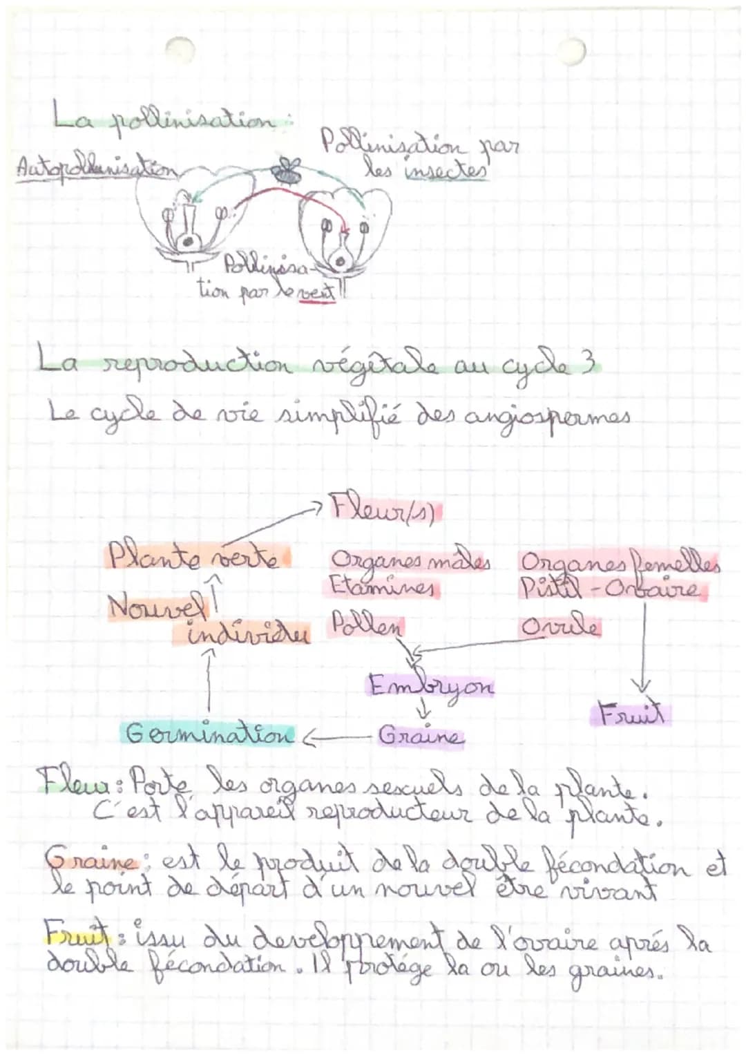 Reproduction des Plantes
Reproduction sexcuée
de Grain
pollen
Or
Filet
Etamine
Ovules
Stigmate
Style o Carpelle
Reproduction
Sexuée
Pétale
S