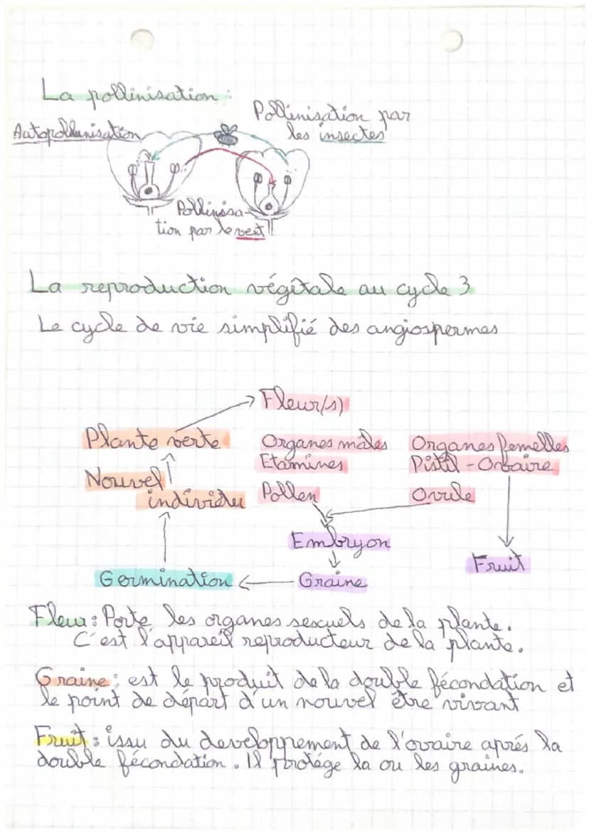 Reproduction des Plantes
Reproduction sexcuée
de Grain
pollen
Or
Filet
Etamine
Ovules
Stigmate
Style o Carpelle
Reproduction
Sexuée
Pétale
S
