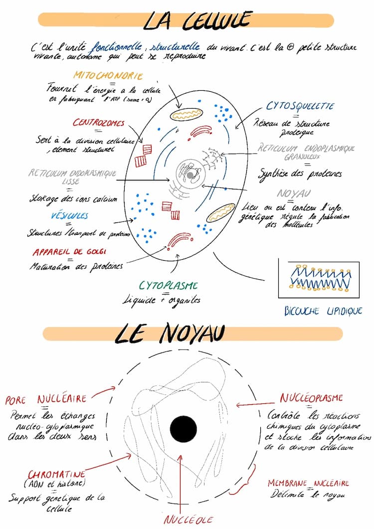 Know La cellule et le noyau  thumbnail