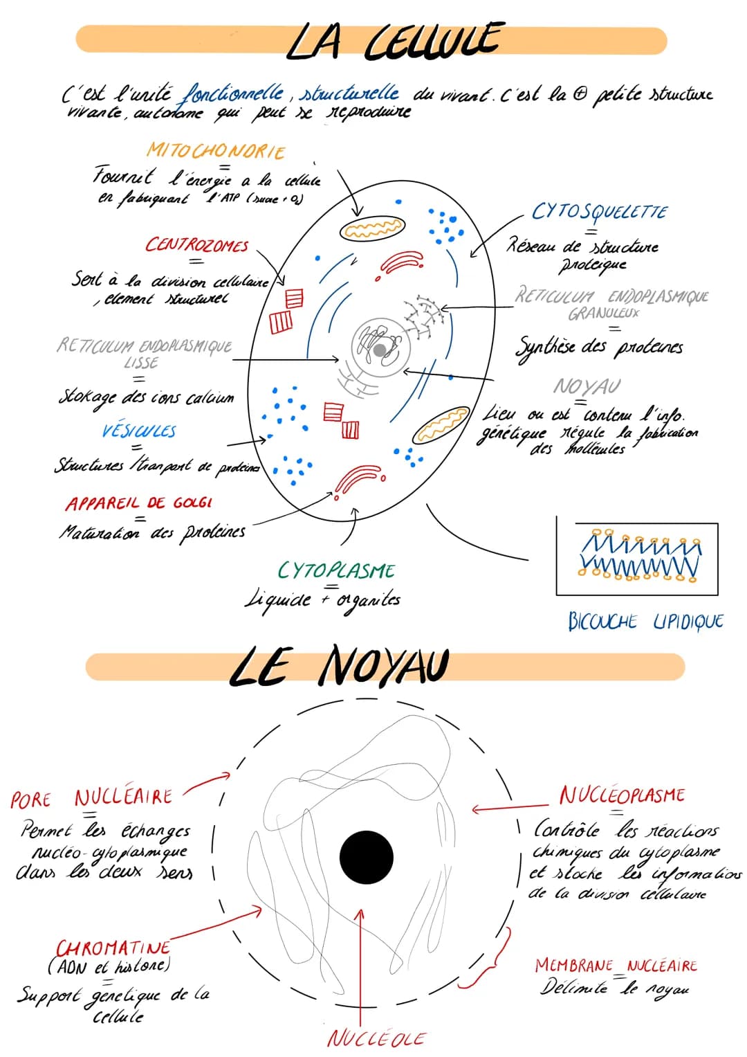 LA CELLULE
C'est l'unité fonctionnelle, structurelle du vivant. C'est la © petite structure
vivante, autonome qui peut se reproduire
MITOCHO
