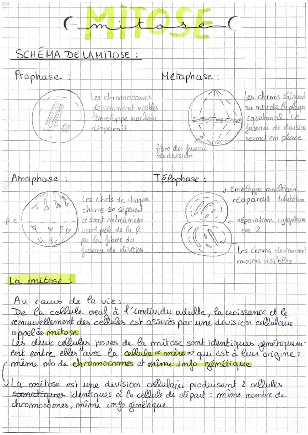 # mitose (

SCHÉMA DE LAMITOSE :

Prophase:

Les chromosames
deviconment visibles
l'enveloppe mediaire
disparait

Metaphase:

Les chroms sál