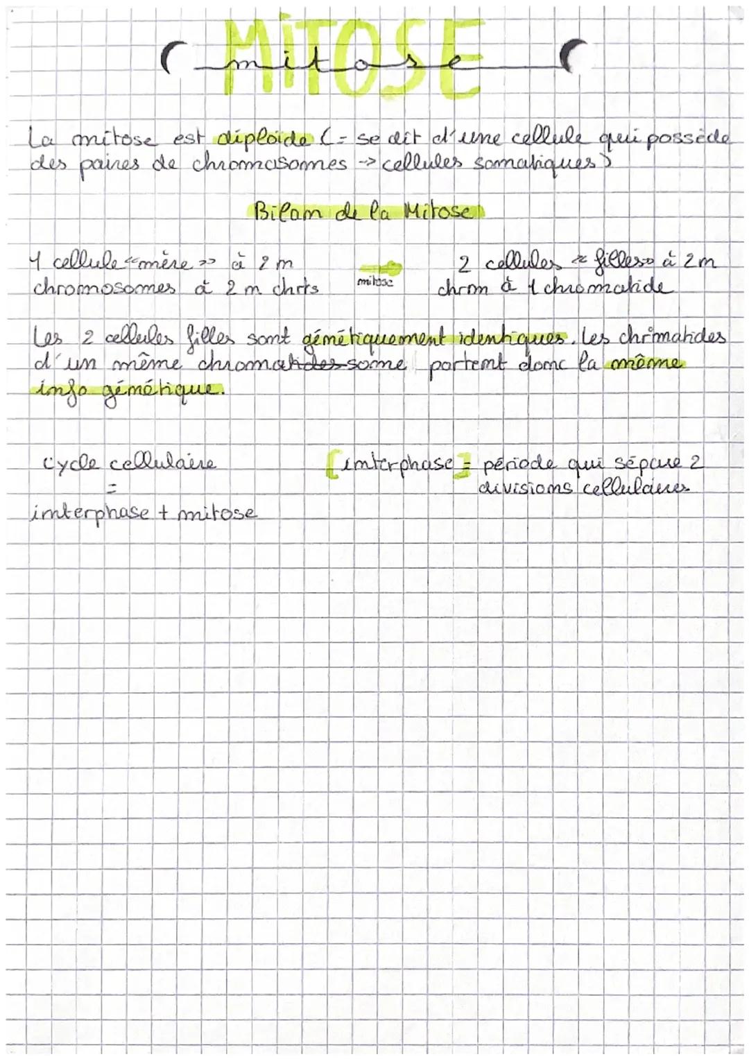 # mitose (

SCHÉMA DE LAMITOSE :

Prophase:

Les chromosames
deviconment visibles
l'enveloppe mediaire
disparait

Metaphase:

Les chroms sál