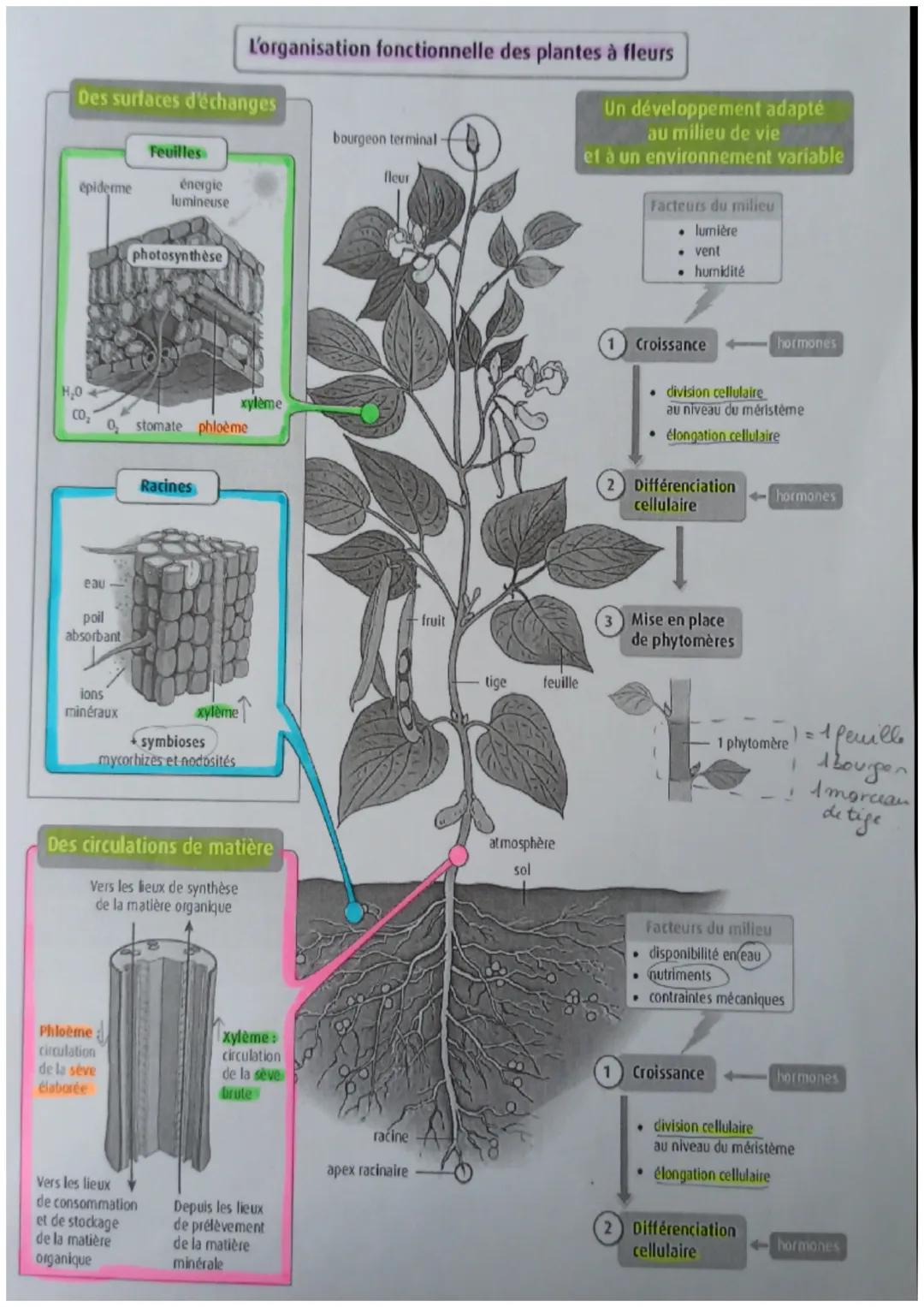 L'organisation fonctionnelle des plantes à fleurs
Des surfaces d'échanges
épiderme
Feuilles
énergie
lumineuse
photosynthèse
bourgeon termina