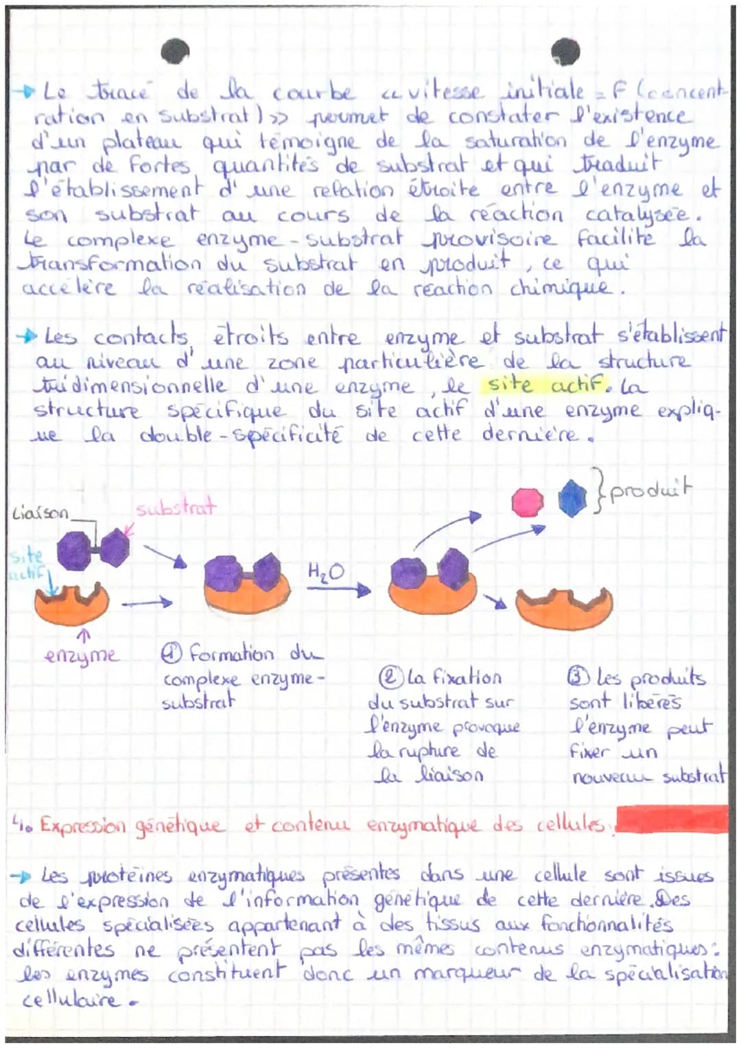 V
S
Les Enzymes~~
1. Les enzymes, des catalyseurs biologiques:
→ Une enzyme accélère le déroulement d'une reaction chimique,
au cours de laq