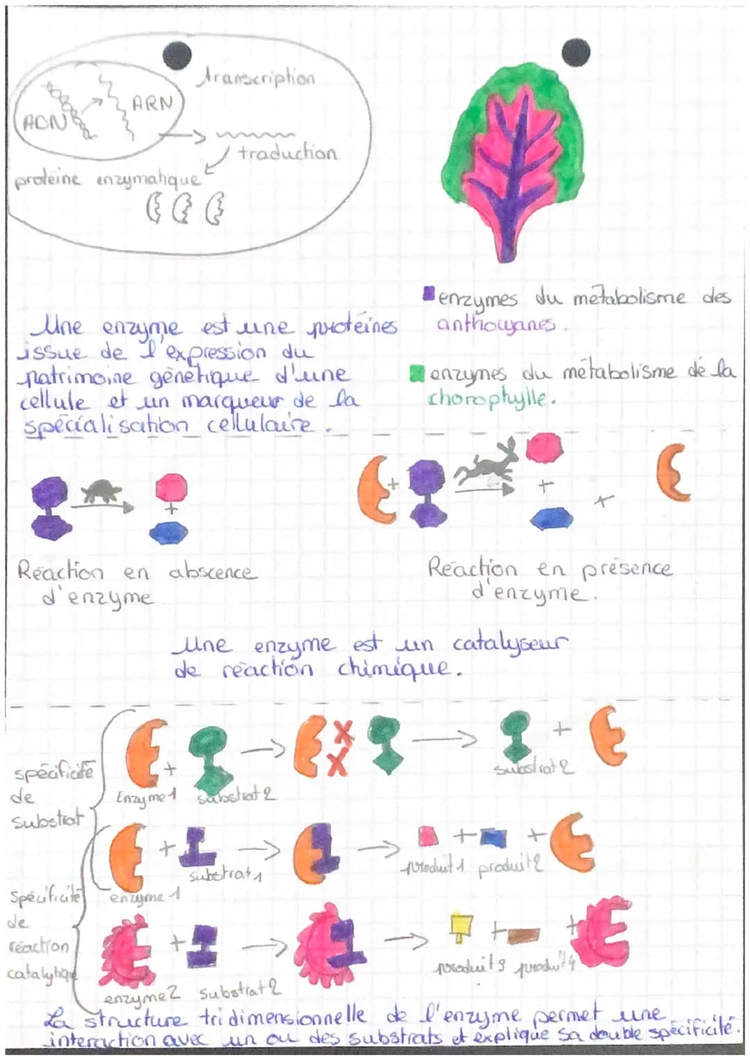 V
S
Les Enzymes~~
1. Les enzymes, des catalyseurs biologiques:
→ Une enzyme accélère le déroulement d'une reaction chimique,
au cours de laq