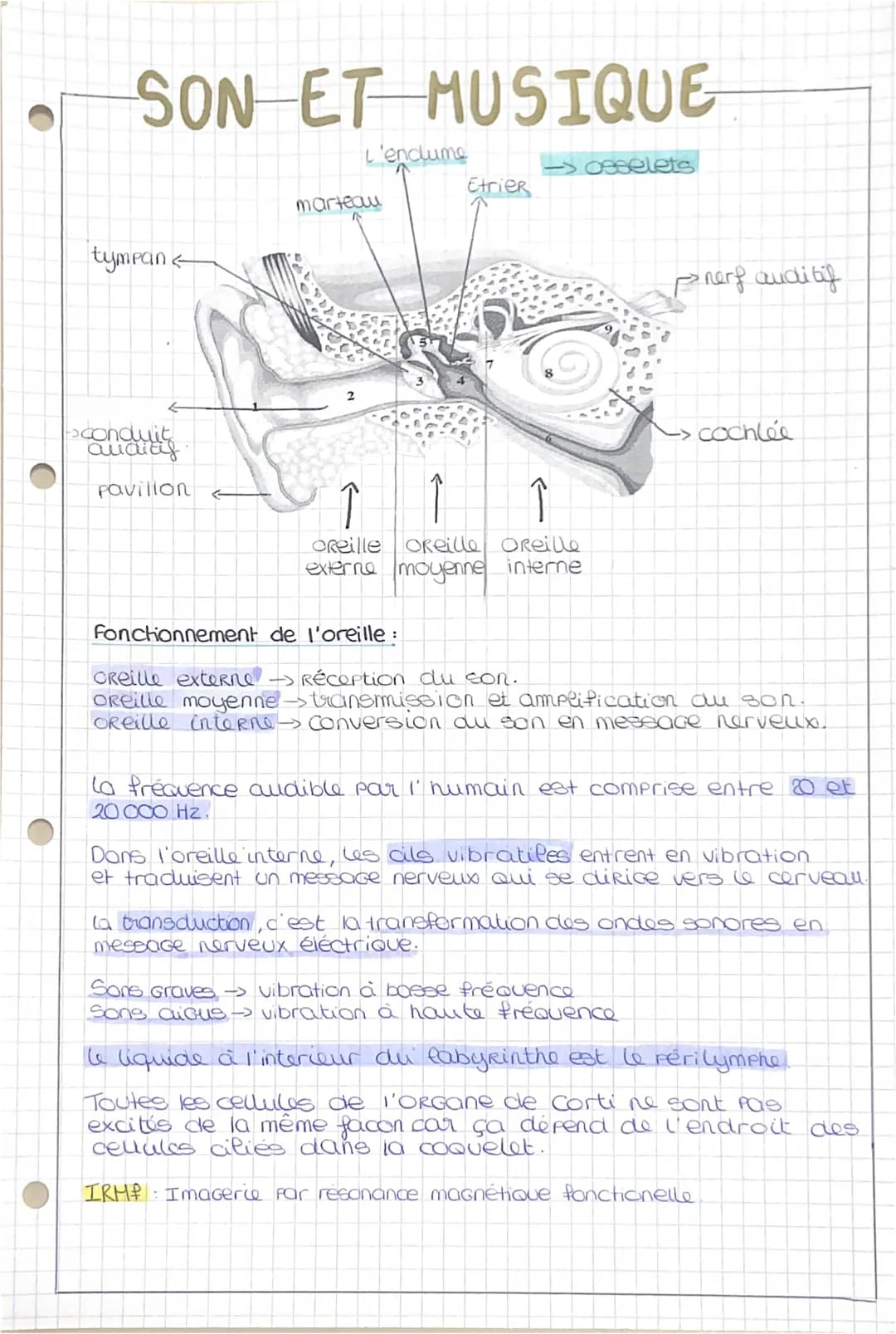SON ET MUSIQUE
tympan <
->conduit
auditif.
Pavillon
L'enclume
marteau
7
Etrier
-> osselets
↑
↑
OReille OReille Oreille
externe moyenne inter