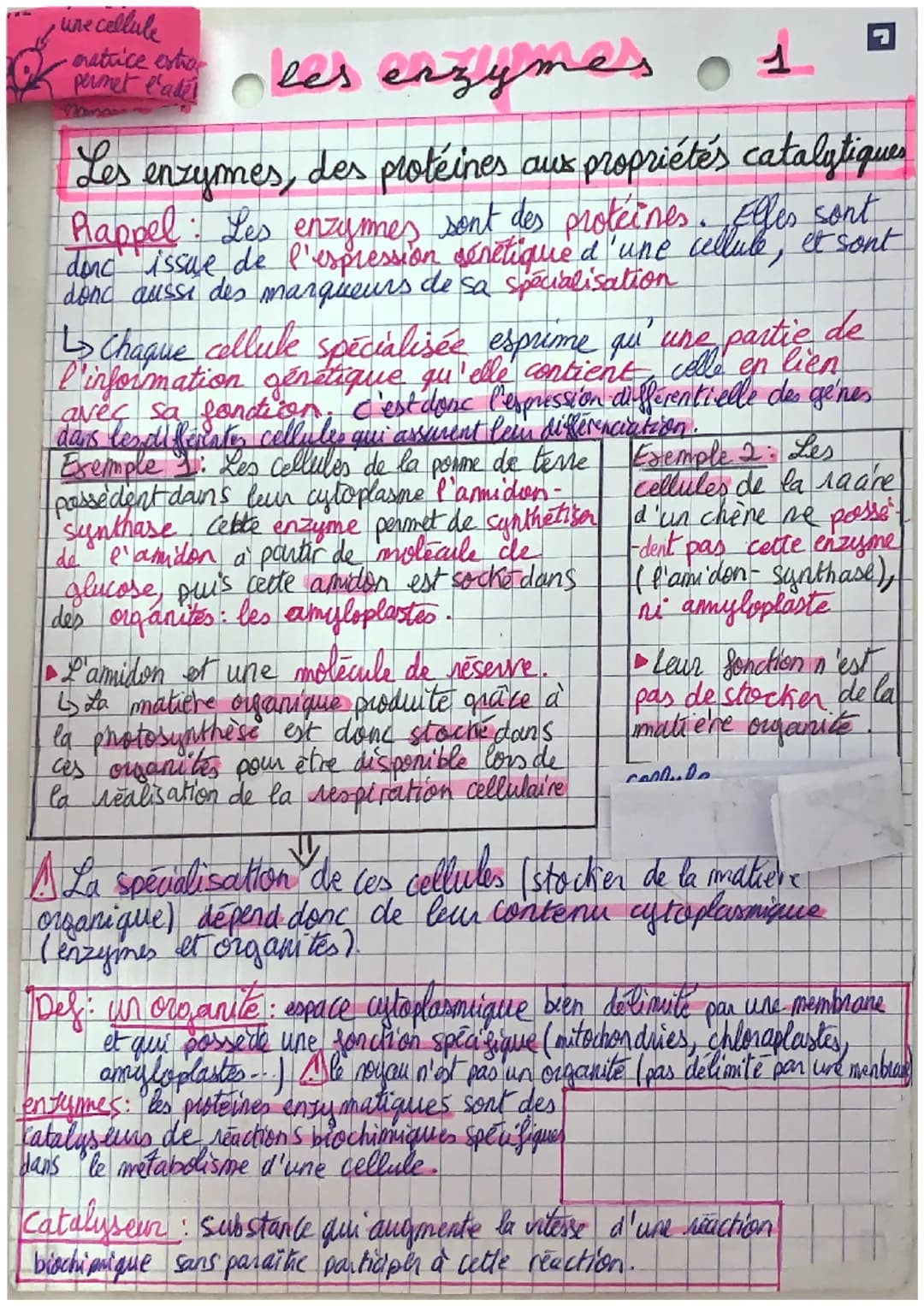une cellule
octrice other les enzymes
permet l'adel
1
Les enzymes, des protéines aux propriétés catalytiques
Rappel : Les enzymes sont des p