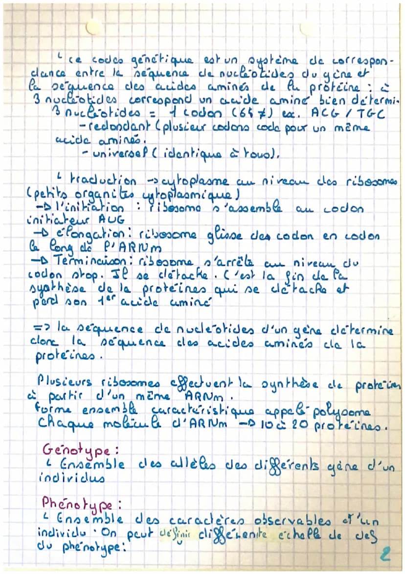 (Expression du
patrimoine génétique
ARNm (Acicle Ribonucléique messager)
21 seule chaine de nucleotique A, U, C et G.
2 1 seul gine, plus co