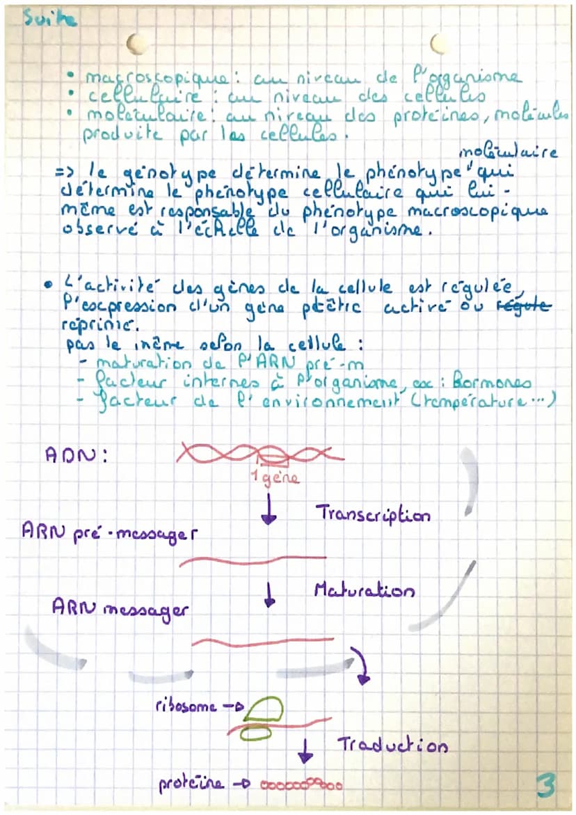 (Expression du
patrimoine génétique
ARNm (Acicle Ribonucléique messager)
21 seule chaine de nucleotique A, U, C et G.
2 1 seul gine, plus co