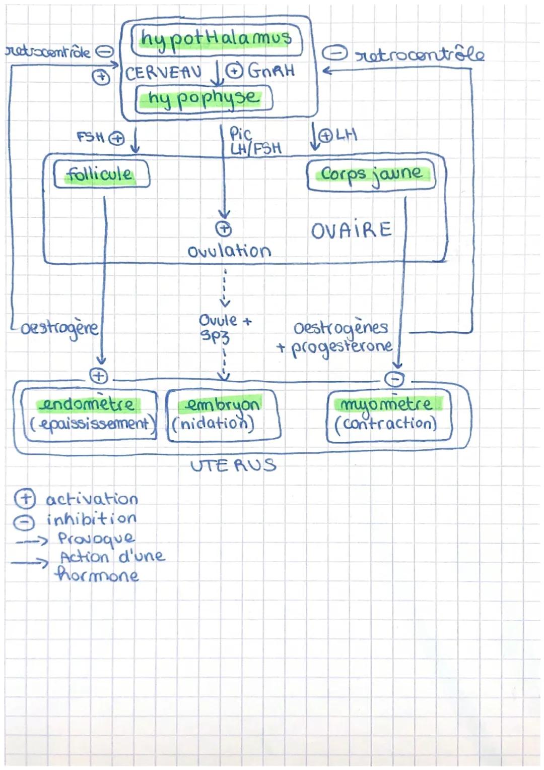 مهم
• Le fonctionnement
organes reproducteurs.
▸
hormonal des
I_Le fonctionnement de l'appareil reproducteur
feminin
•L'ovaire (gonade) cont
