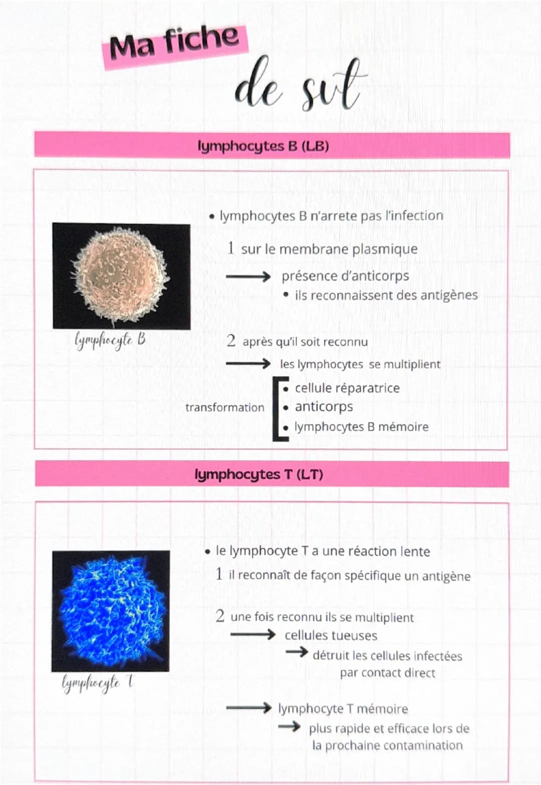 --- OCR Start ---
Ma fiche
de sut
lymphocytes B (LB)
lymphocyte B
• lymphocytes B n'arrete pas l'infection
1 sur le membrane plasmique
→
pré