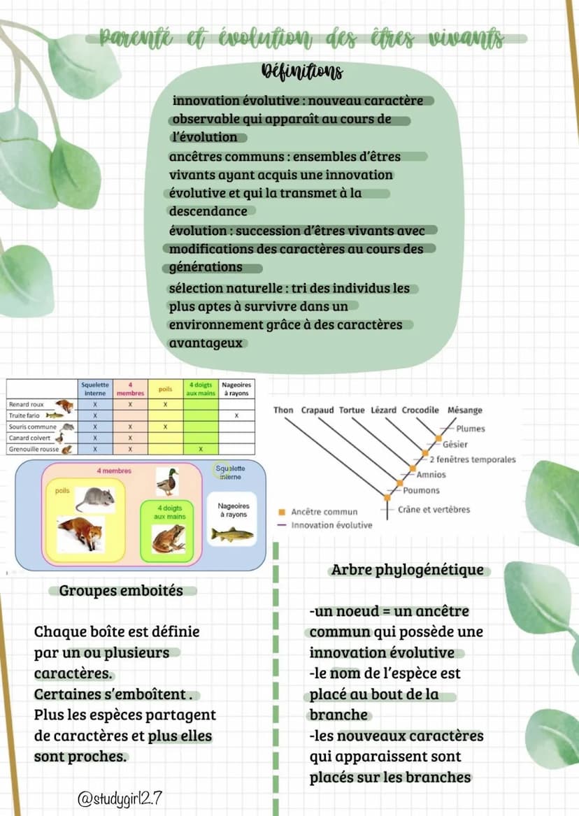 suite
Bilan : toutes les espèces (actuelles fossiles) sont
représentées dans un arbre de parenté (ou phylogénétique) qui
représente les lien