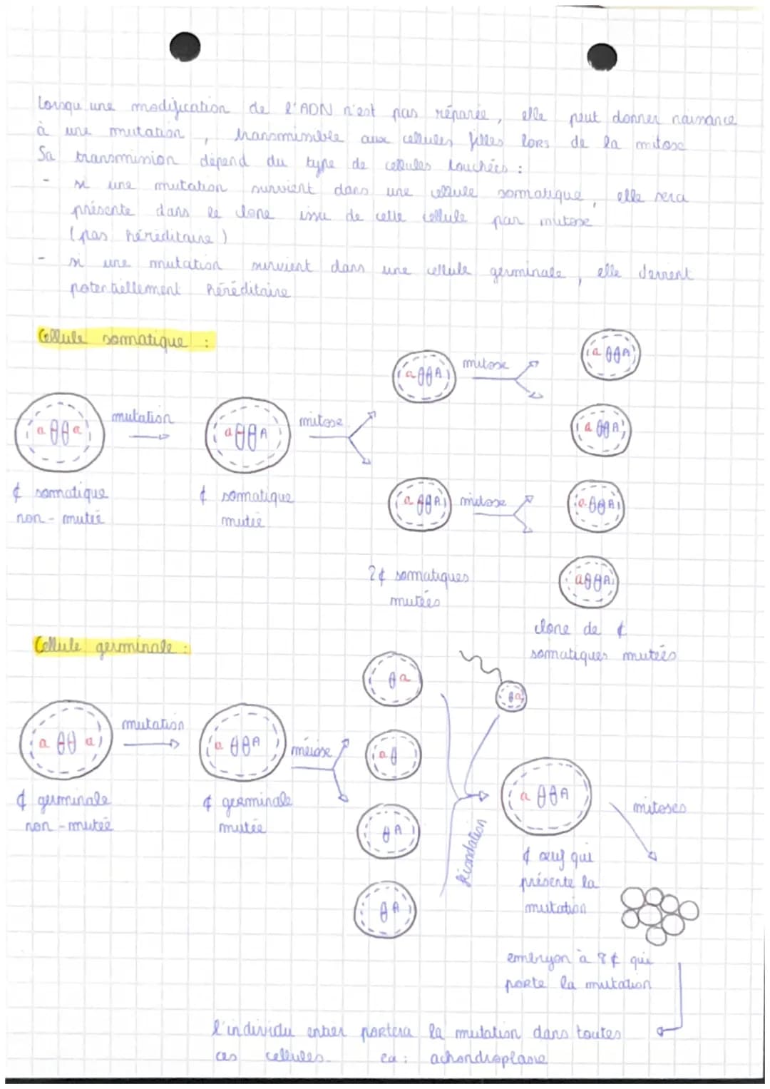CHAPITRE 3: LES MUTATIONS :
mutation
Lp
modification de la séquence du matériel génétique : la séquence
nucleotidique de la molécule d'ADN.
