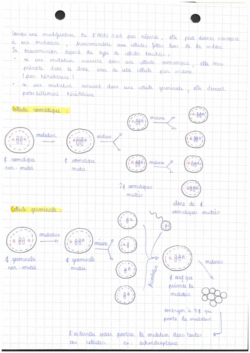 CHAPITRE 3: LES MUTATIONS :
mutation
Lp
modification de la séquence du matériel génétique : la séquence
nucleotidique de la molécule d'ADN.
