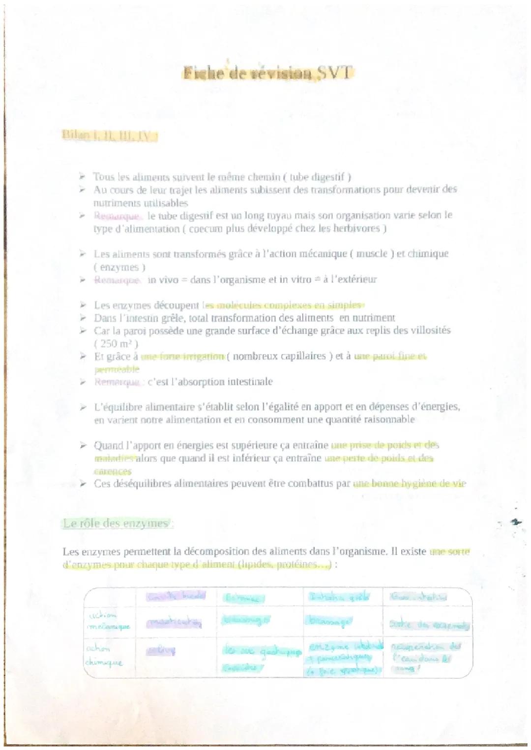 appareil digestif 