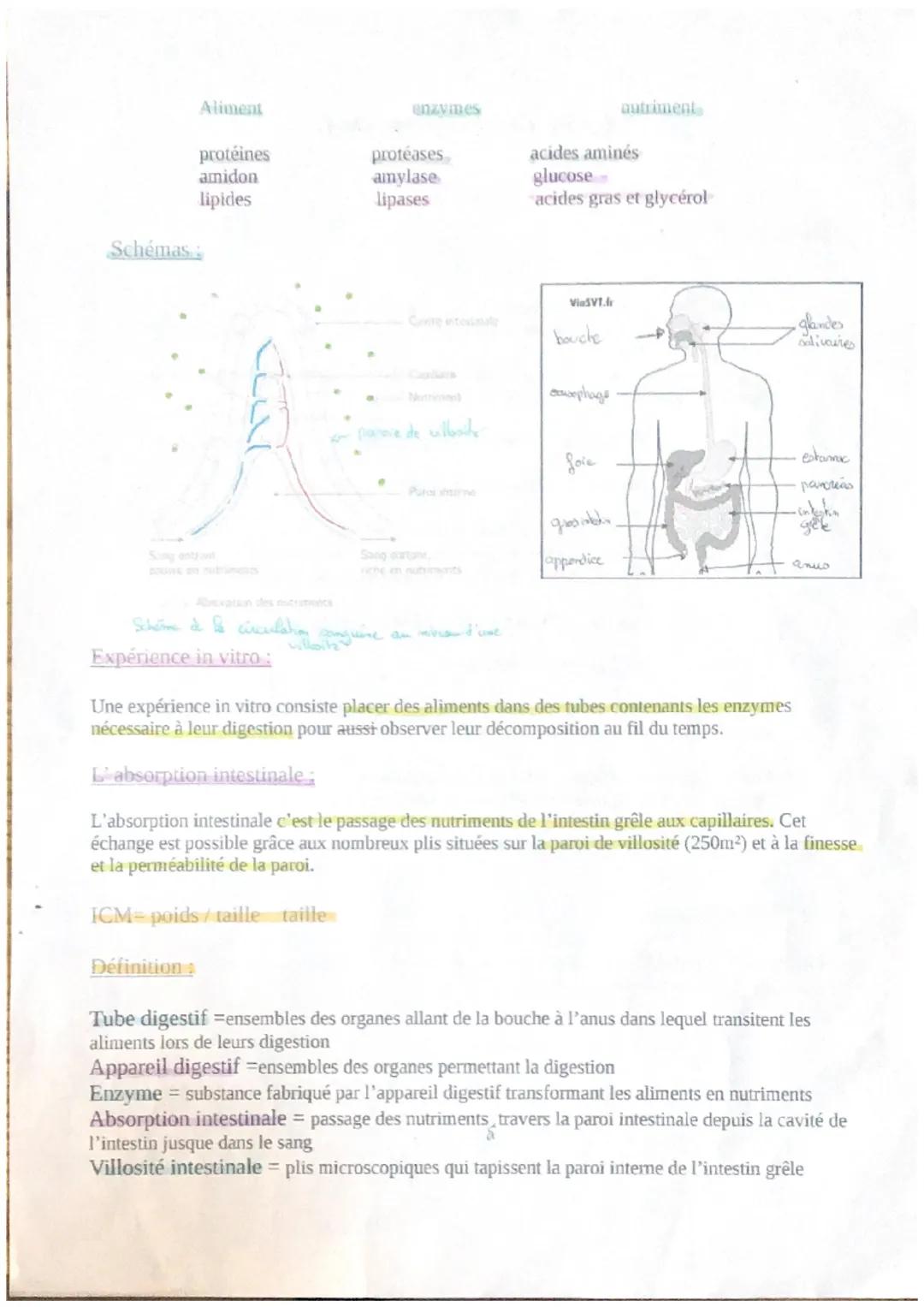 > Tous les aliments suivent le même chemin (tube digestif)
Au cours de leur trajet les aliments subissent des transformations pour devenir d