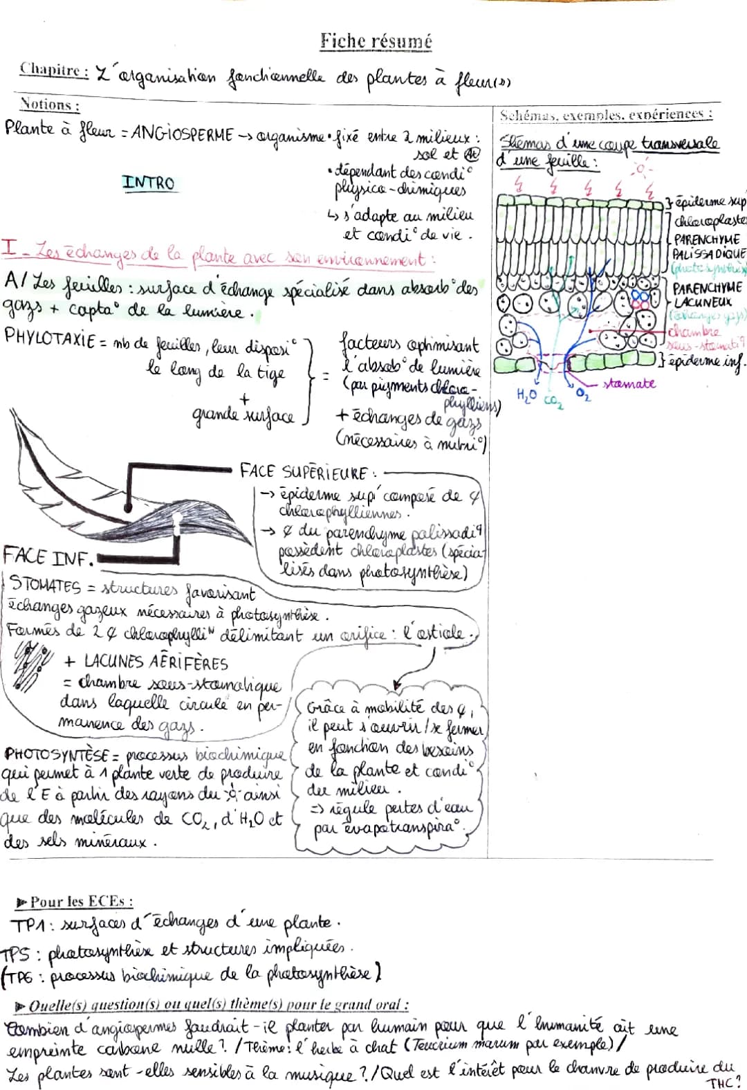 Comprendre l'organisation fonctionnelle des plantes à fleurs