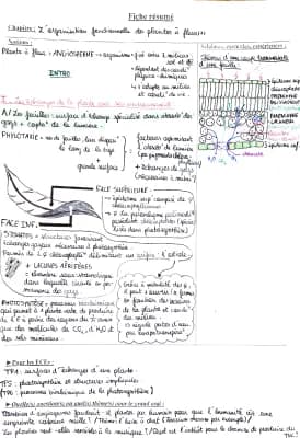 Know L'organisation fonctionnelle des plantes à fleurs thumbnail