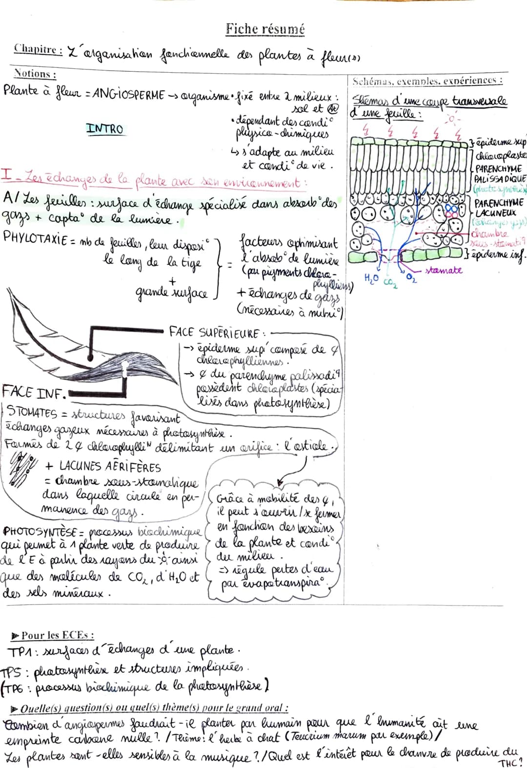Fiche résumé
Chapitre : L'organisation fanclennelle des plantes
Notions:
Plante à fleur - ANGIOSPERME -> organisme • fixé entre 2 milieux :

