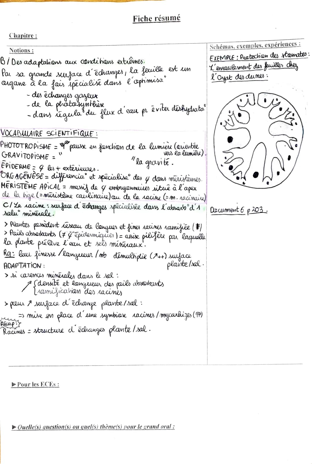 Fiche résumé
Chapitre : L'organisation fanclennelle des plantes
Notions:
Plante à fleur - ANGIOSPERME -> organisme • fixé entre 2 milieux :
