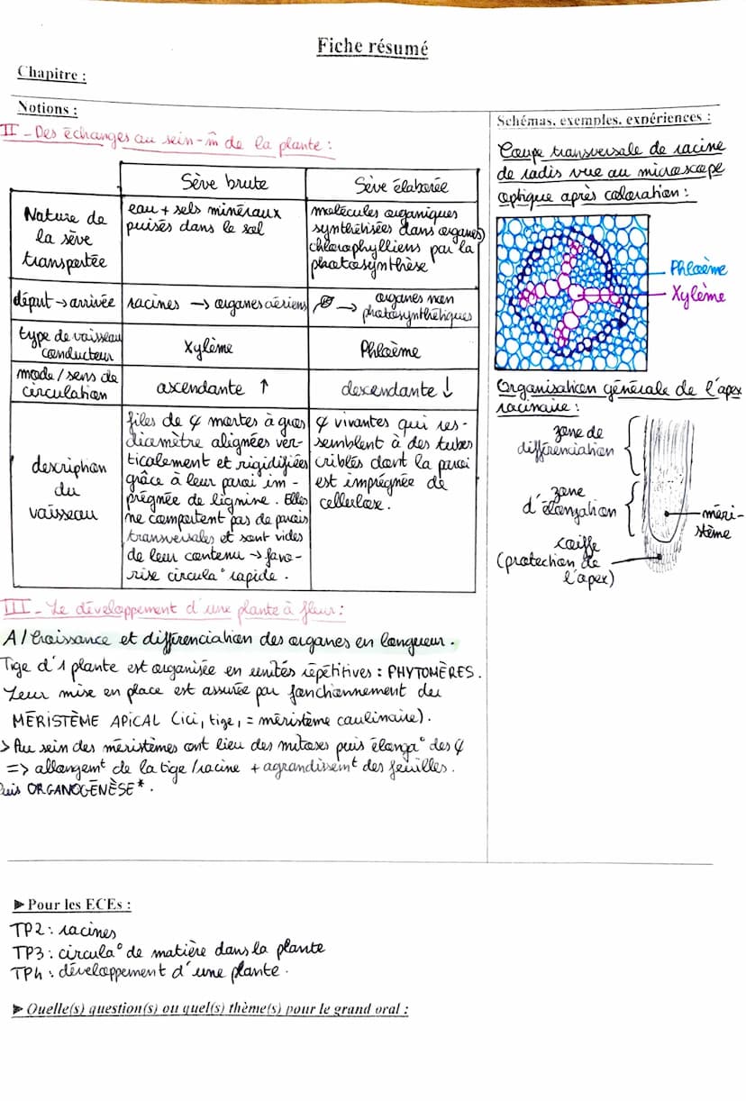 Fiche résumé
Chapitre : L'organisation fanclennelle des plantes
Notions:
Plante à fleur - ANGIOSPERME -> organisme • fixé entre 2 milieux :
