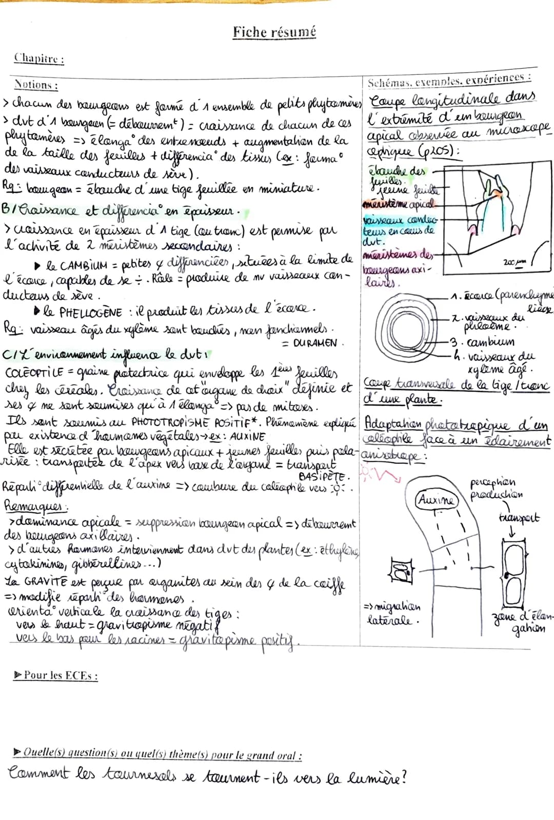 Fiche résumé
Chapitre : L'organisation fanclennelle des plantes
Notions:
Plante à fleur - ANGIOSPERME -> organisme • fixé entre 2 milieux :
