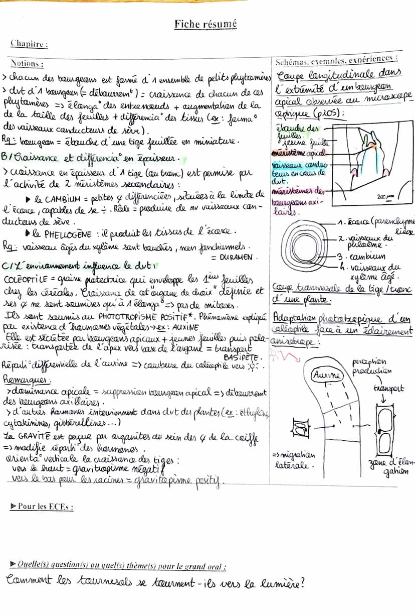 Fiche résumé
Chapitre : L'organisation fanclennelle des plantes
Notions:
Plante à fleur - ANGIOSPERME -> organisme • fixé entre 2 milieux :
