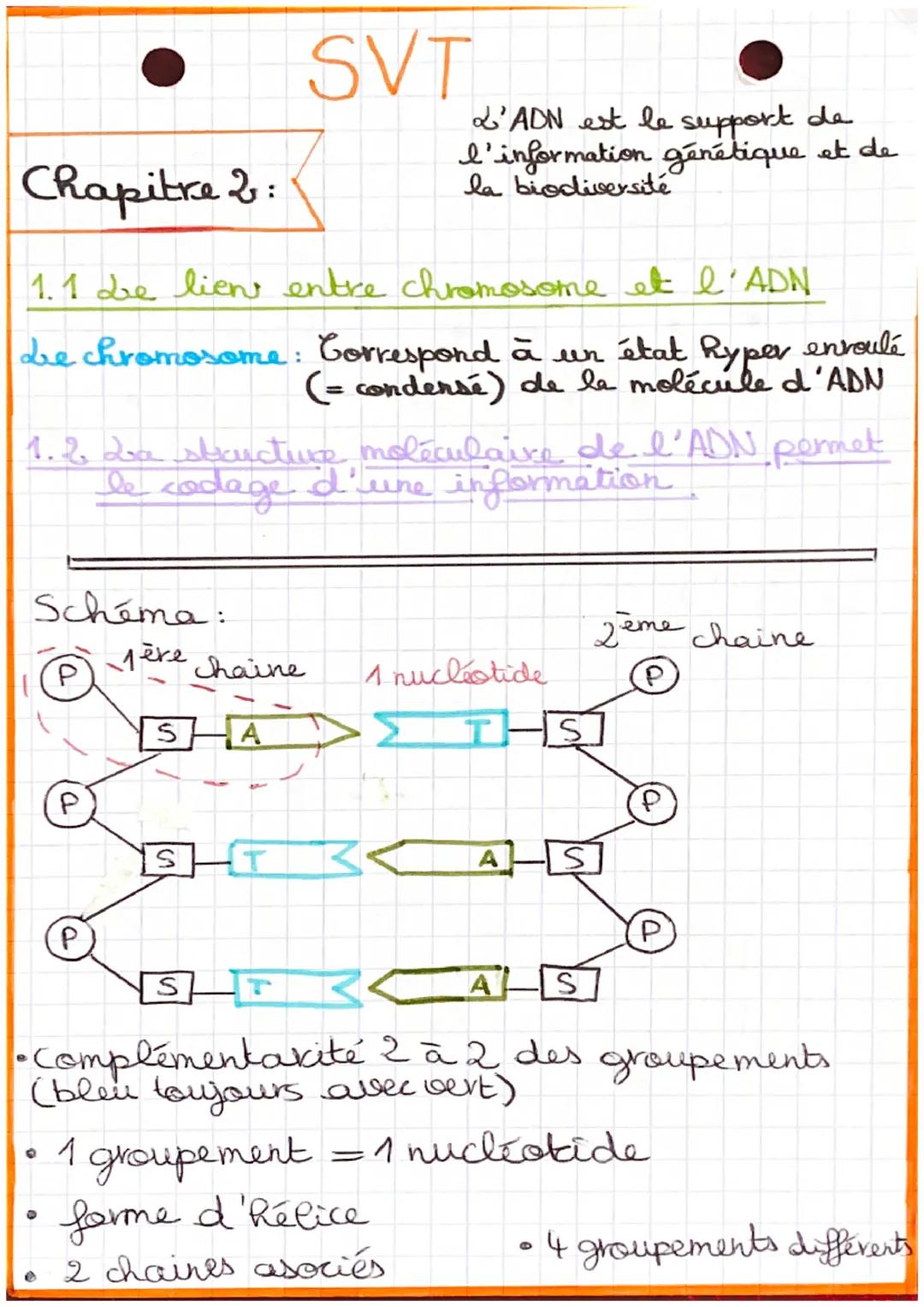 Chapitre 2:
1.1 de lien entre chromosome et l'ADN
Le chromosome: Correspond à un état Ryper envouté
(= condense) de la molécule d'ADN
Schéma