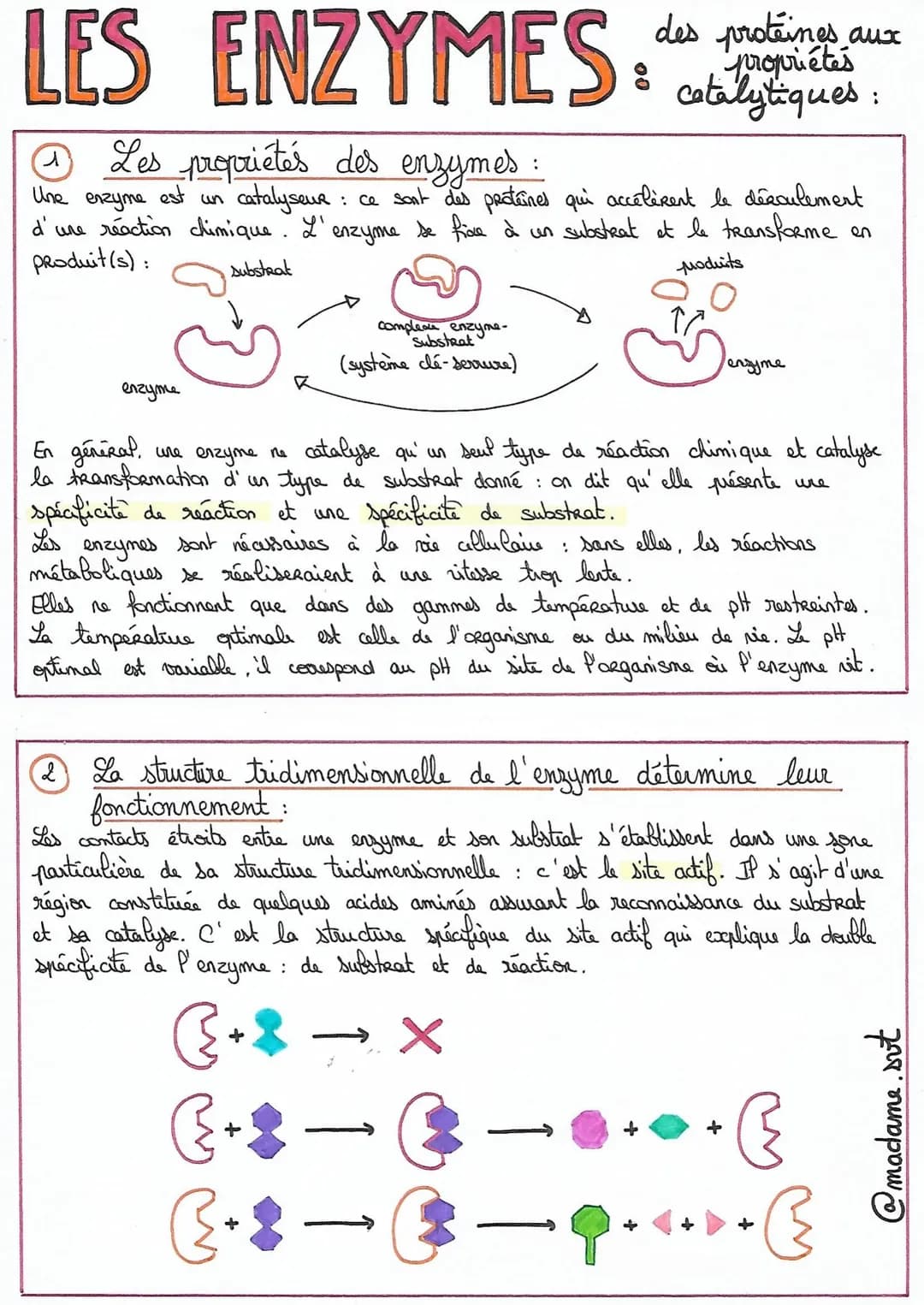 LES ENZYMES:
Les propriétés des enzymes
1
Une enzyme est
catalyseur.
d'une réaction chimique. L'
produit (s):
substrat
enzyme
K
:
ce sont de