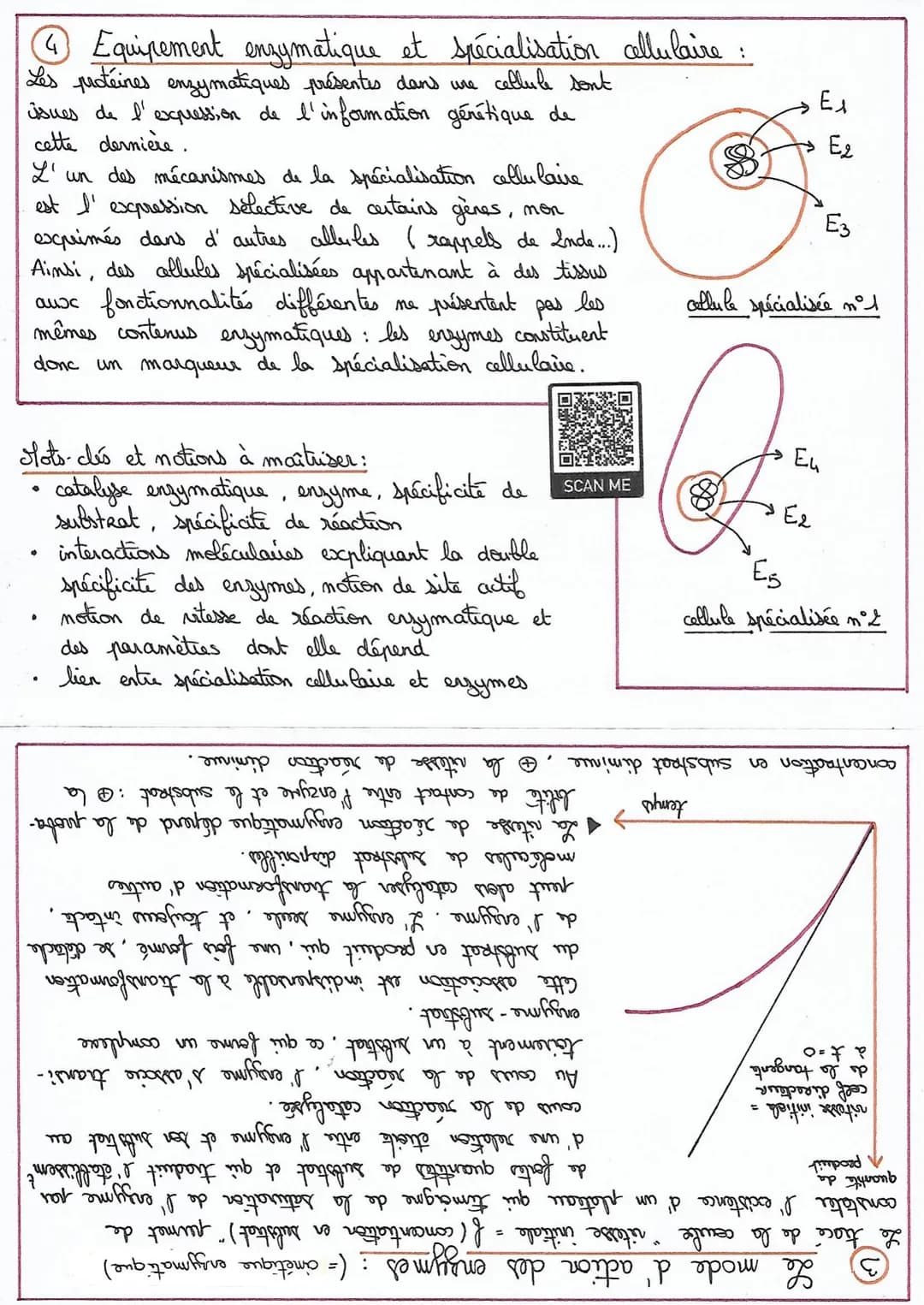 LES ENZYMES:
Les propriétés des enzymes
1
Une enzyme est
catalyseur.
d'une réaction chimique. L'
produit (s):
substrat
enzyme
K
:
ce sont de