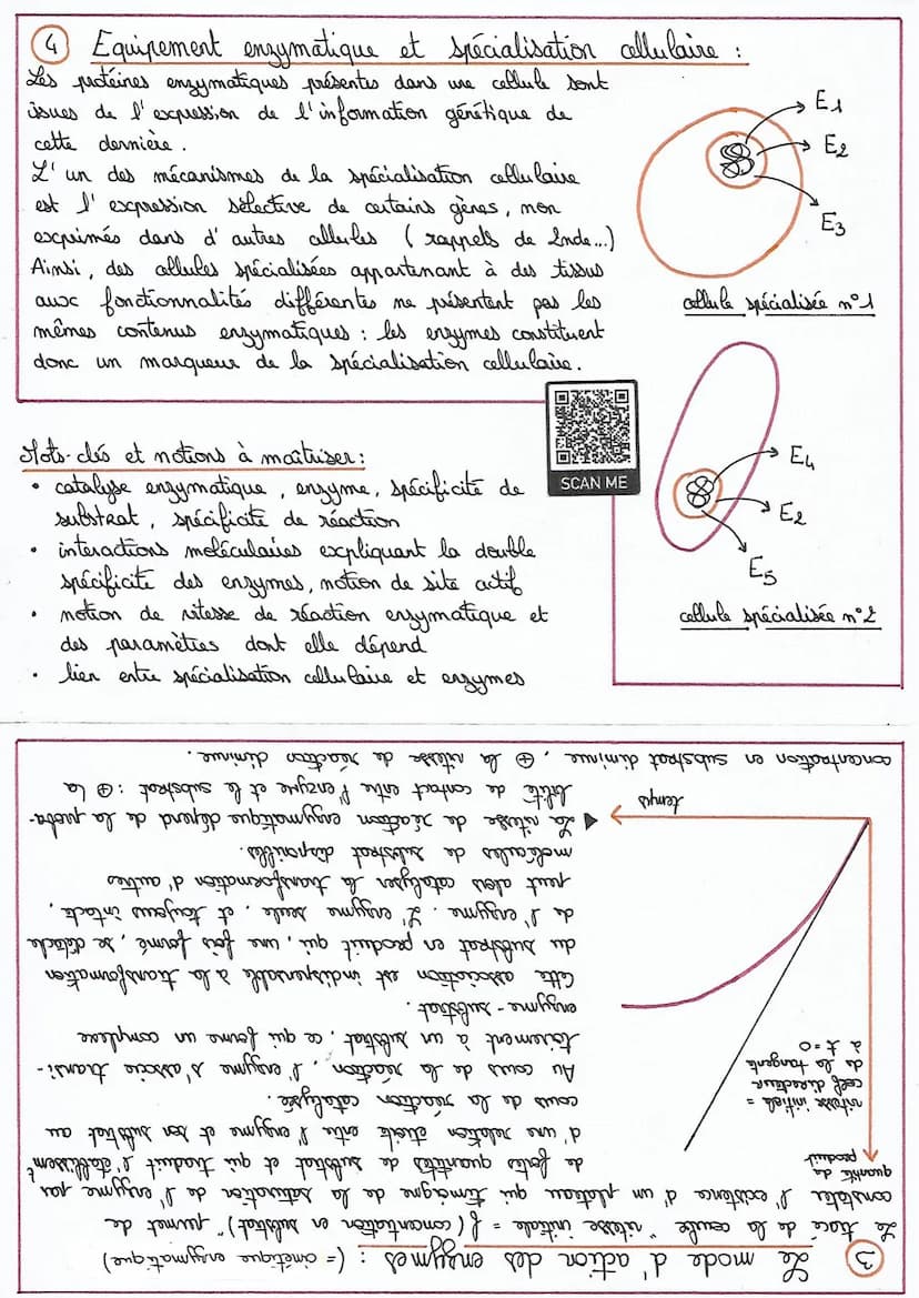 LES ENZYMES:
Les propriétés des enzymes
1
Une enzyme est
catalyseur.
d'une réaction chimique. L'
produit (s):
substrat
enzyme
K
:
ce sont de