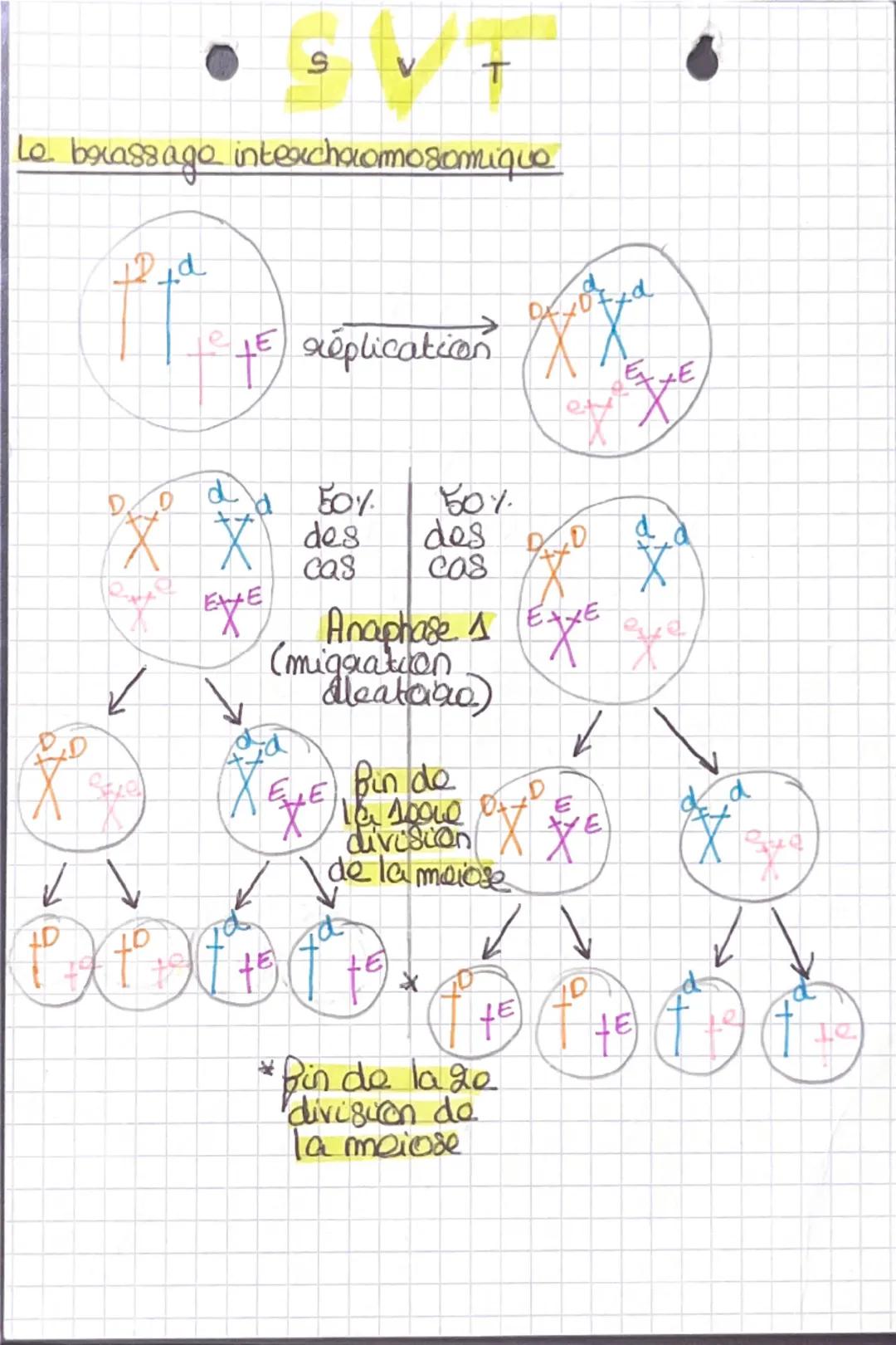 SVT
Le brassage intexchromosomique
D
ptd
E
Je réplication
DD dd 50% 50%
XX des
EXE cas
EXE des d
X800
EX Anaphase A
(migration
✓ Meatara)
St