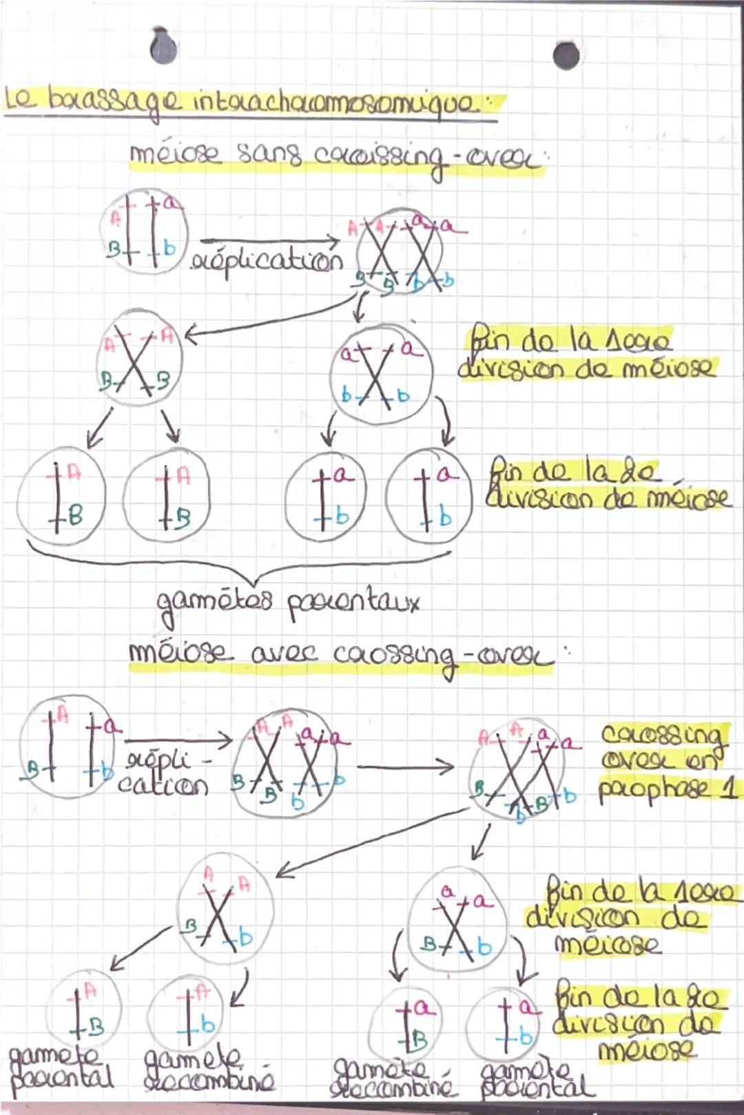 SVT
Le brassage intexchromosomique
D
ptd
E
Je réplication
DD dd 50% 50%
XX des
EXE cas
EXE des d
X800
EX Anaphase A
(migration
✓ Meatara)
St