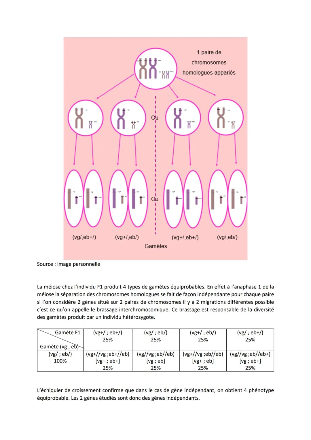 Chapitre 5
L'ORIGINE DU GÉNOTYPE DES
INDIVIDUS
Quels sont les mécanismes qui contribuent à la diversité des
génotypes et donc à la diversité