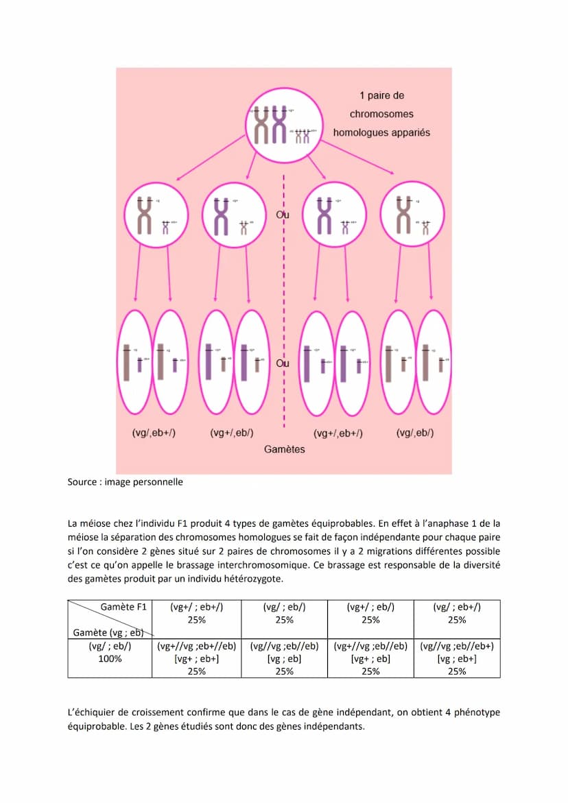 Chapitre 5
L'ORIGINE DU GÉNOTYPE DES
INDIVIDUS
Quels sont les mécanismes qui contribuent à la diversité des
génotypes et donc à la diversité