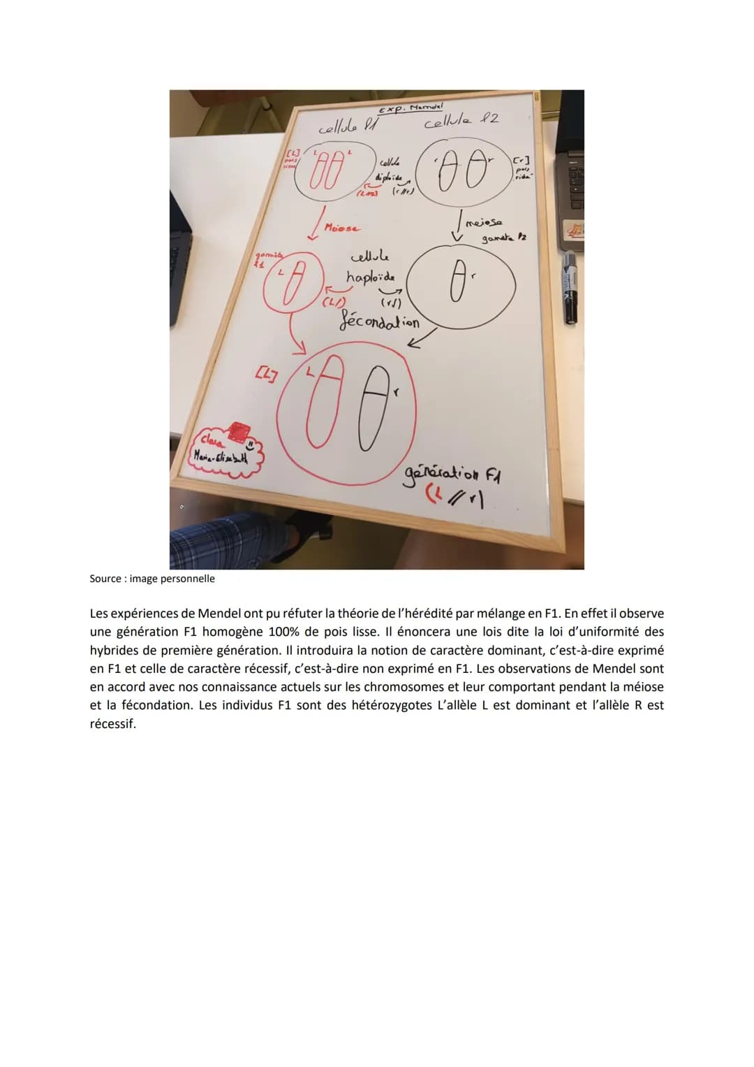 Chapitre 5
L'ORIGINE DU GÉNOTYPE DES
INDIVIDUS
Quels sont les mécanismes qui contribuent à la diversité des
génotypes et donc à la diversité
