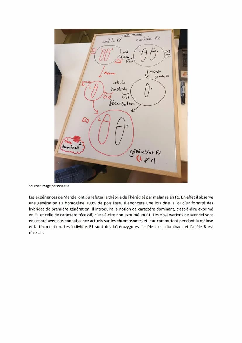 Chapitre 5
L'ORIGINE DU GÉNOTYPE DES
INDIVIDUS
Quels sont les mécanismes qui contribuent à la diversité des
génotypes et donc à la diversité