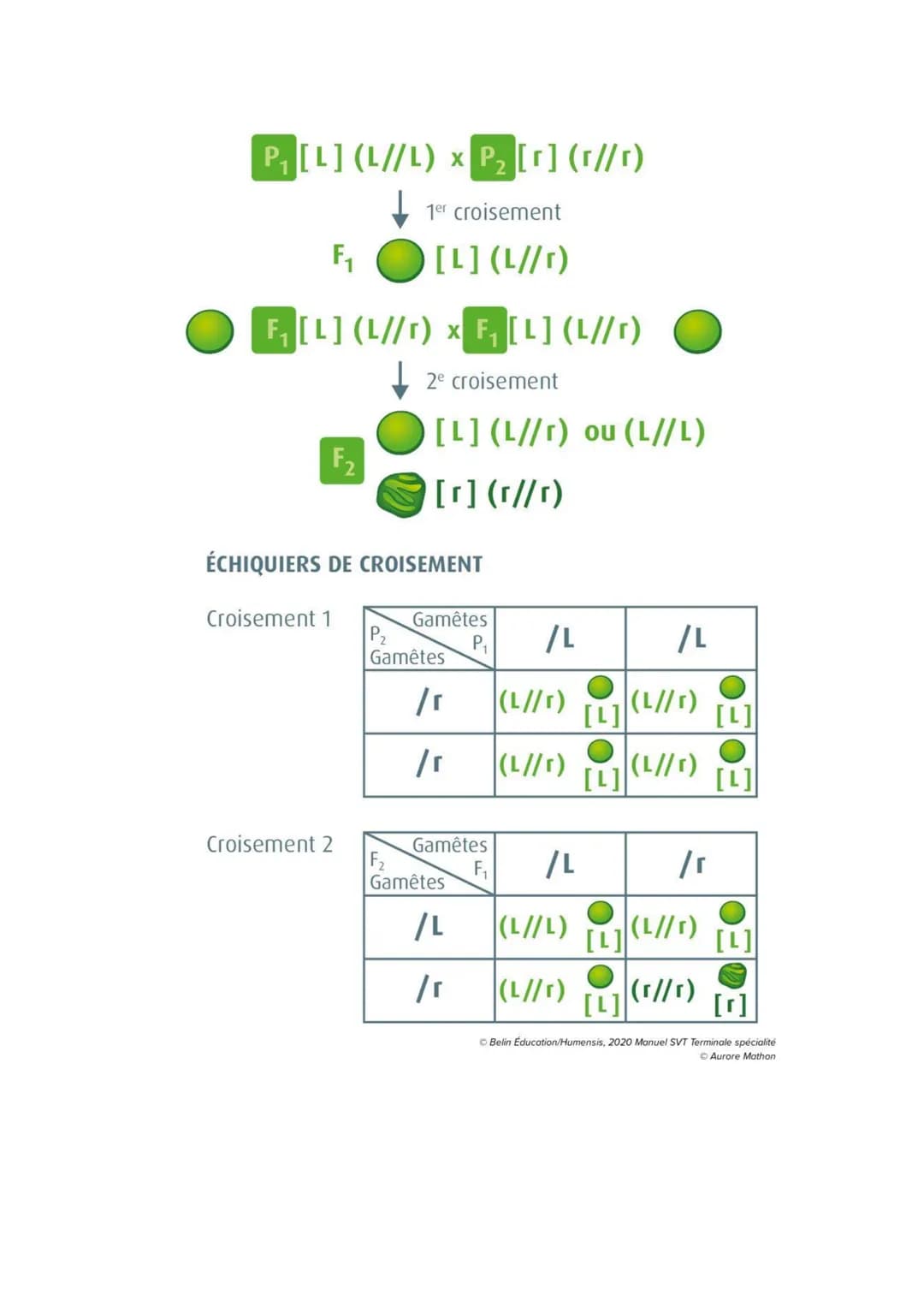 Chapitre 5
L'ORIGINE DU GÉNOTYPE DES
INDIVIDUS
Quels sont les mécanismes qui contribuent à la diversité des
génotypes et donc à la diversité